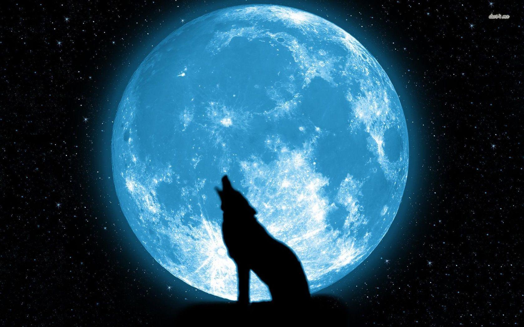 Full Blue Moon Wolf HD Wallpaper, Background Image