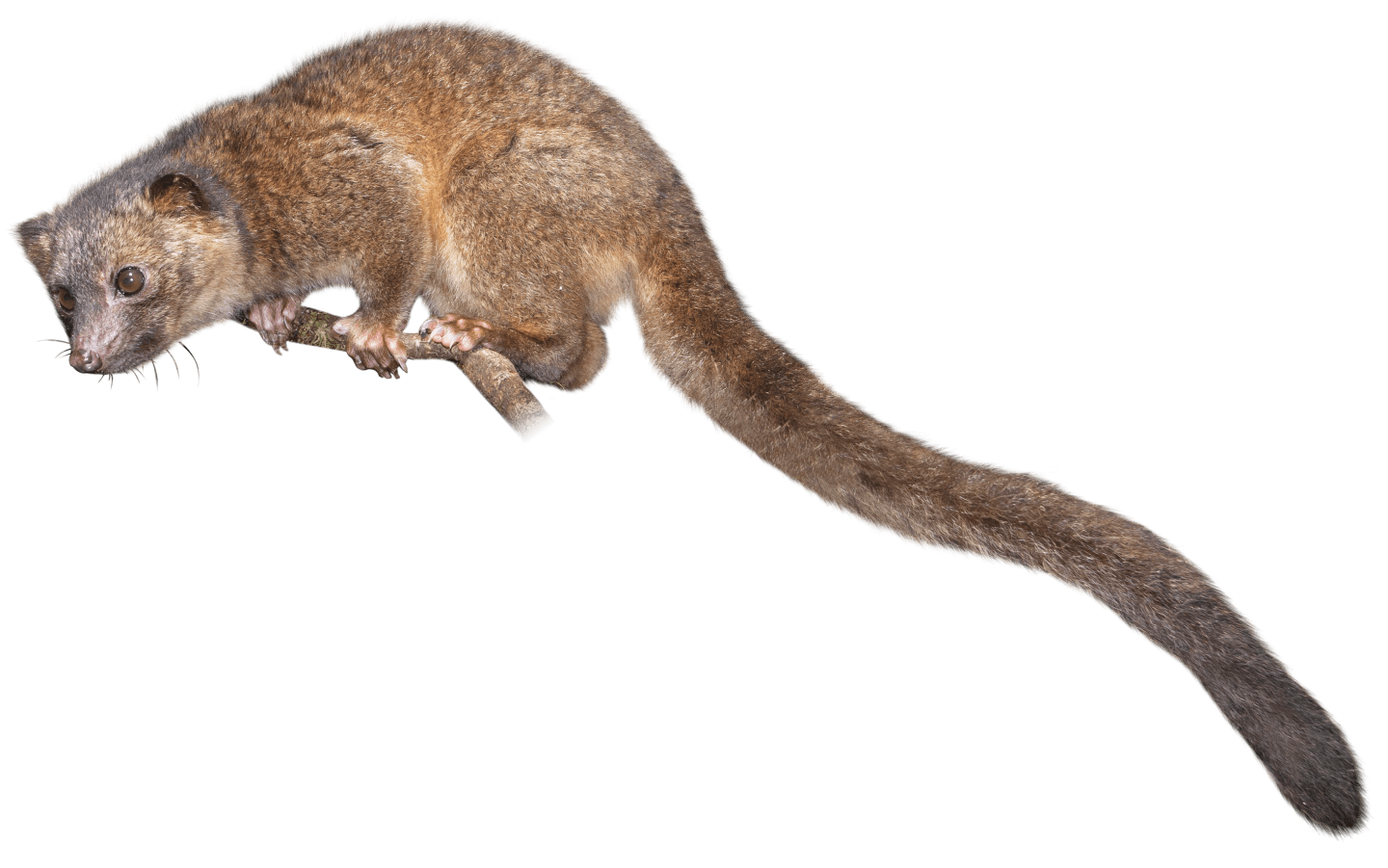 Kinkajou Wallpapers - Wallpaper Cave