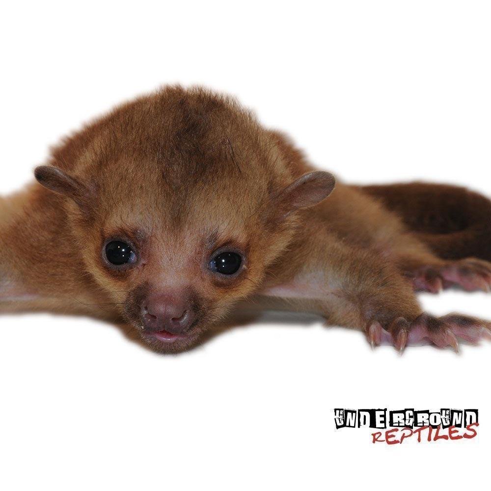 Newborn Kinkajou