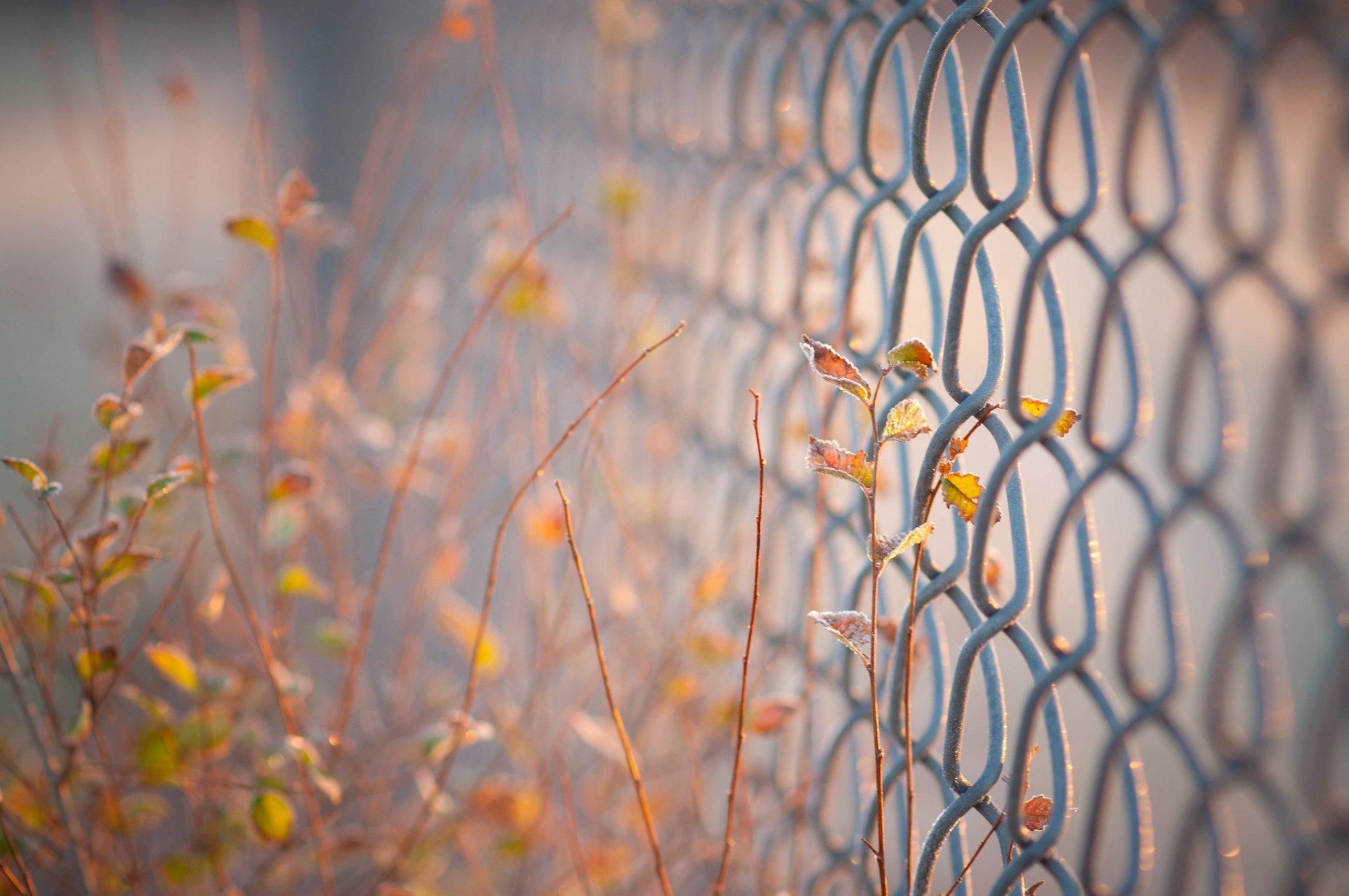 Fence Leaves Sunset Plant HD wallpaper