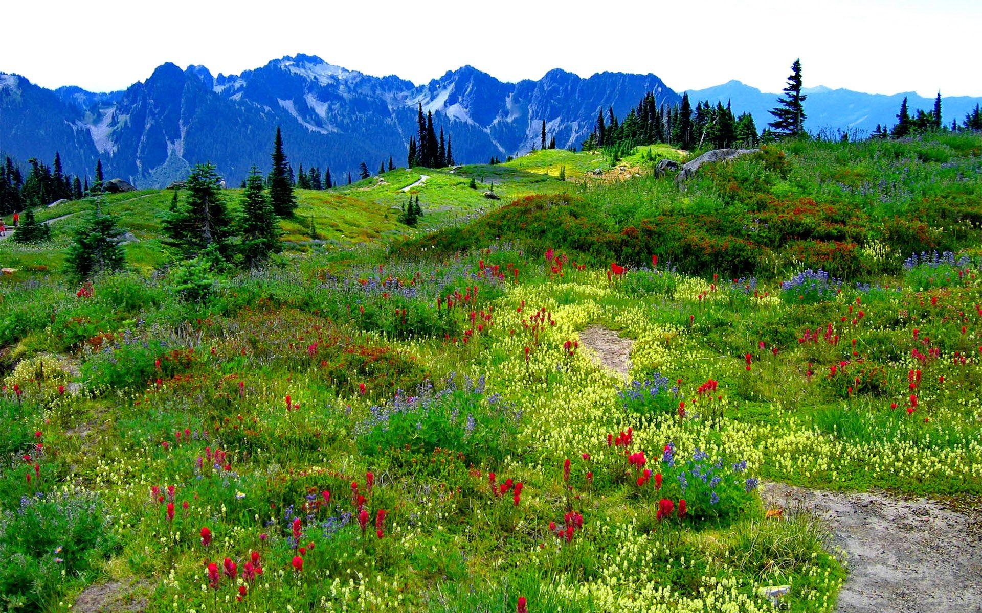 Download Green Mountain Meadow With Flowers In Multiple Colors