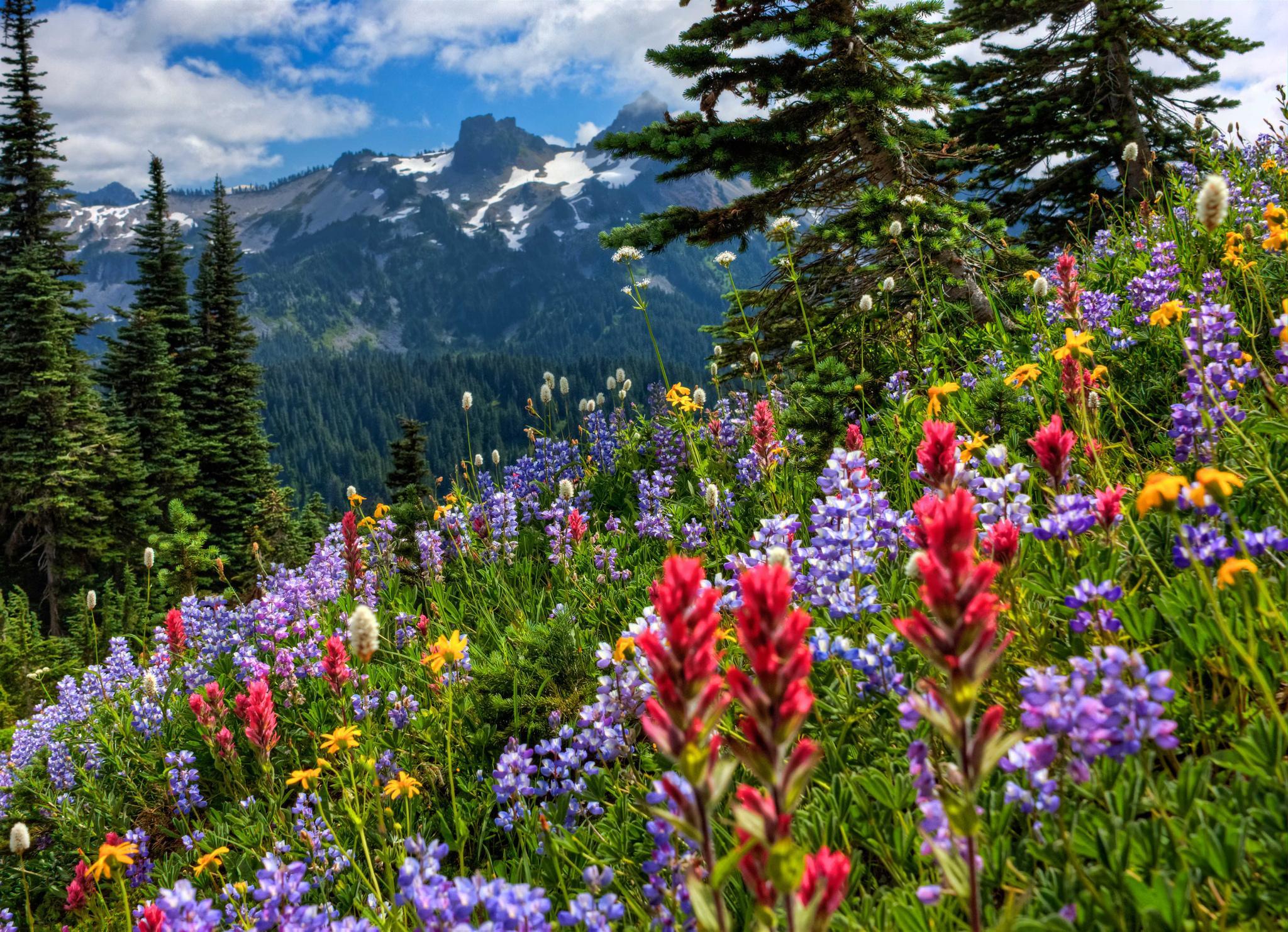 Free download Mount Rainier National Park mountains meadow flowers