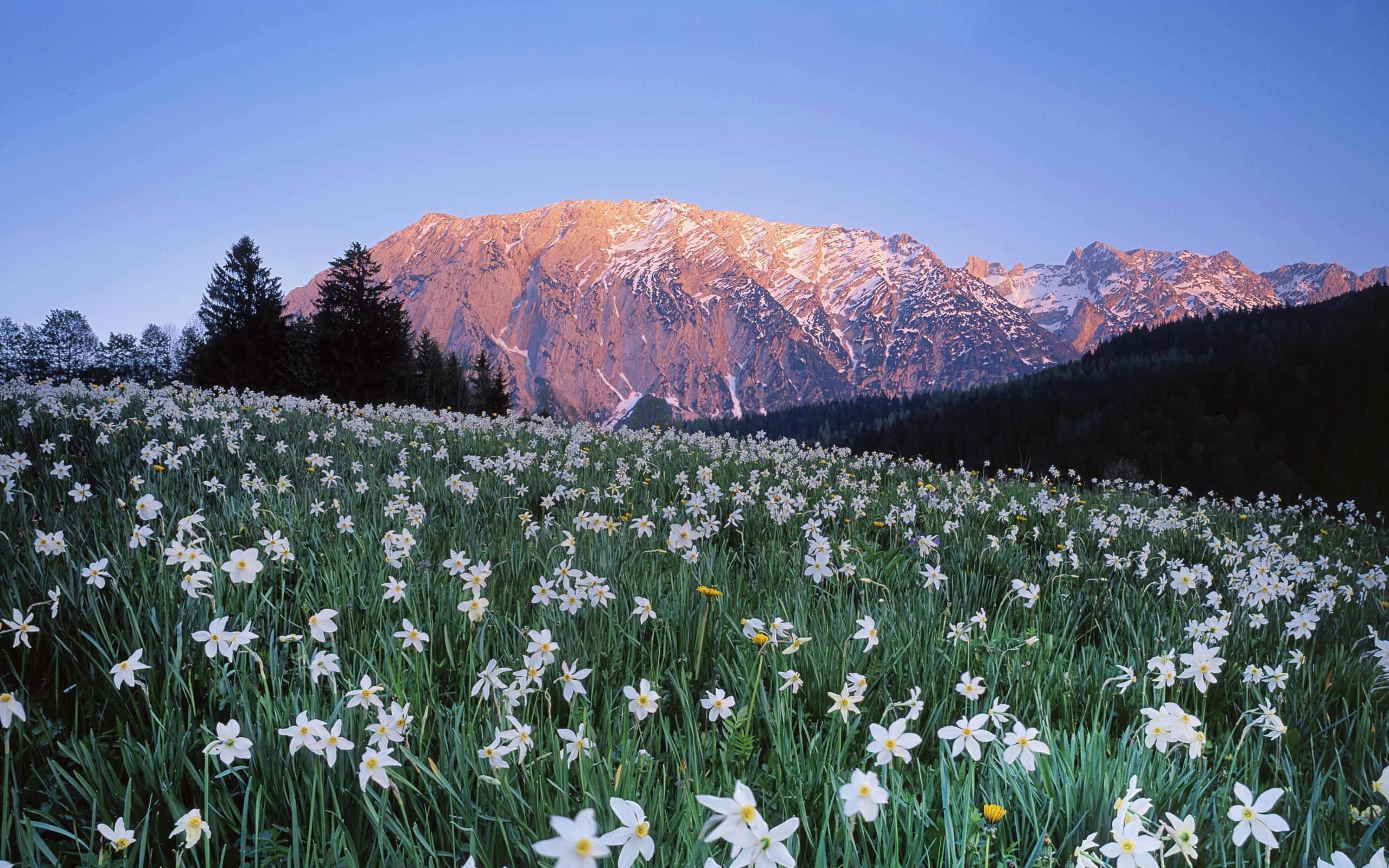 Download wallpaper 2560x1600 austria, meadow, field, flowers, sky