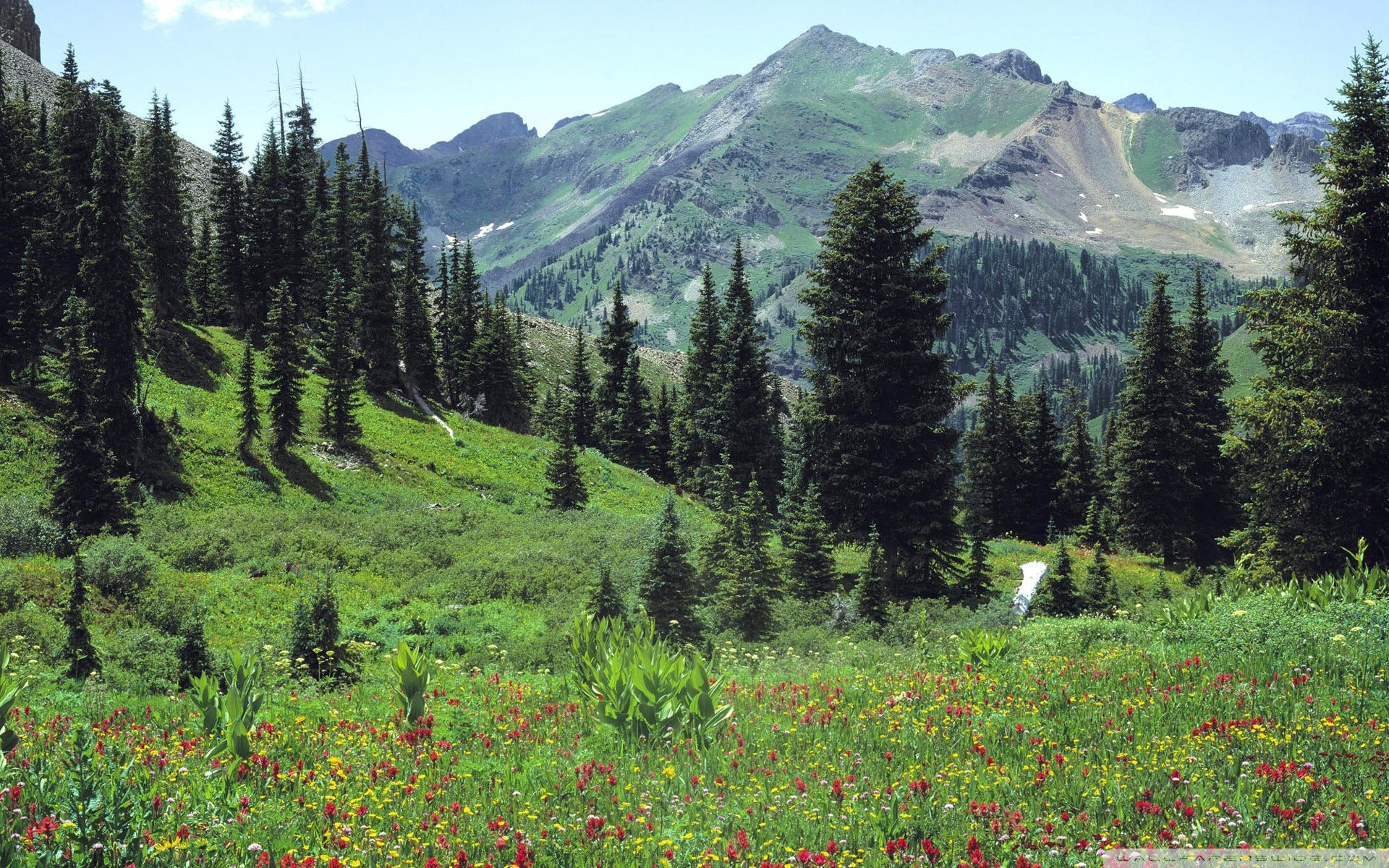 Mountain Meadow Flowers ❤ 4K HD Desktop Wallpaper for 4K