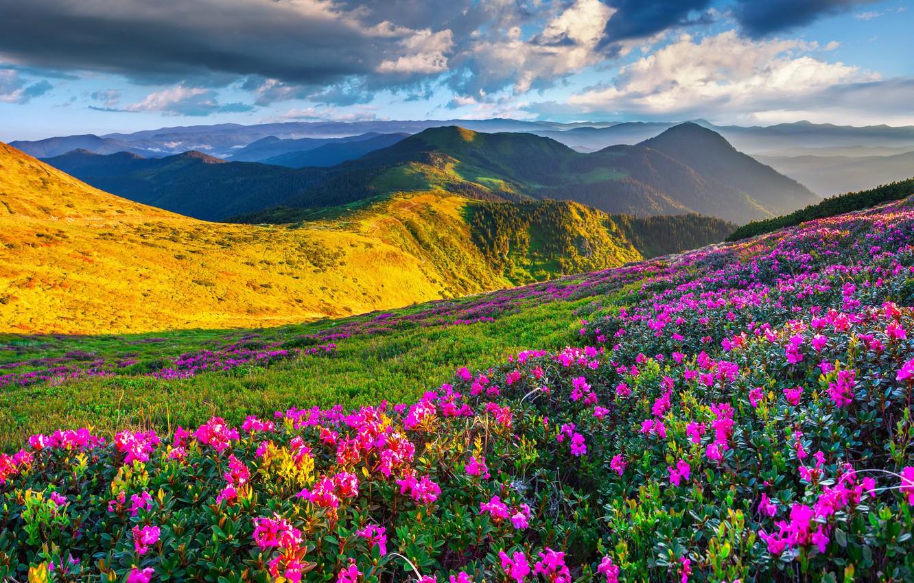 Wallpaper the sky, the sun, flowers, mountains, spring, landscape