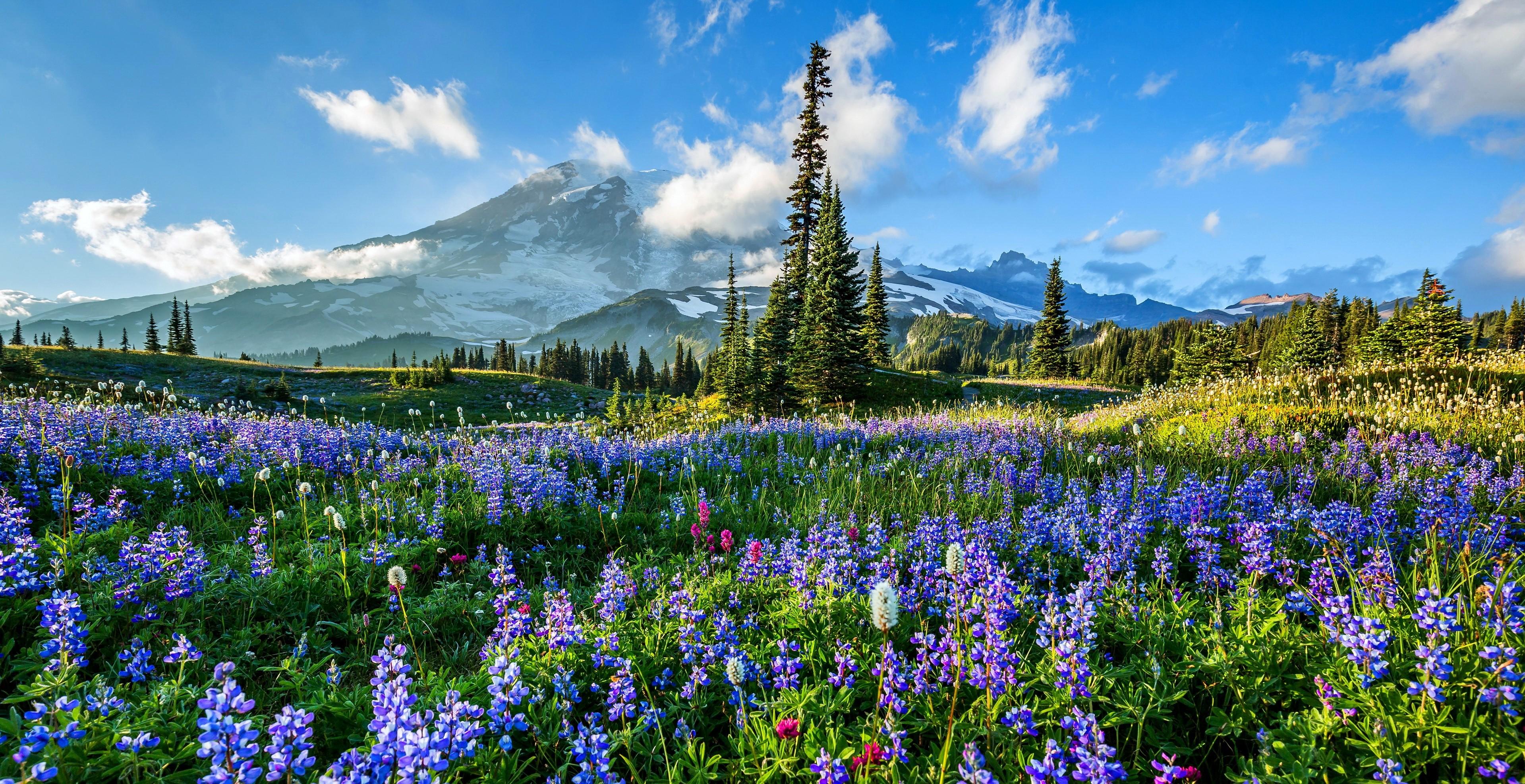 Flowers on Mount Rainier HD Wallpaper. Background Imagex1975