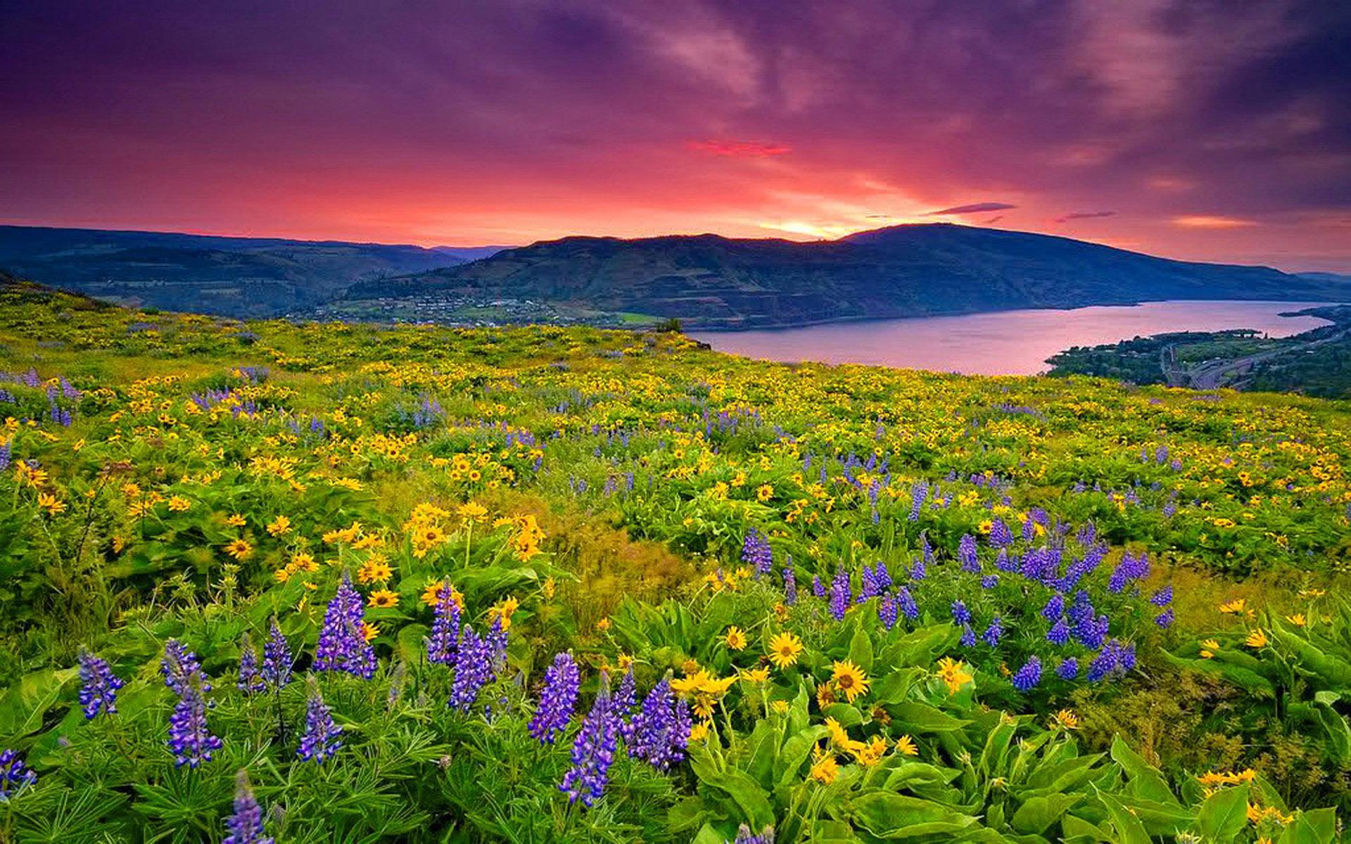 Landscape Nature Yellow And Blue Flowers Meadow Lake Mountain Sky