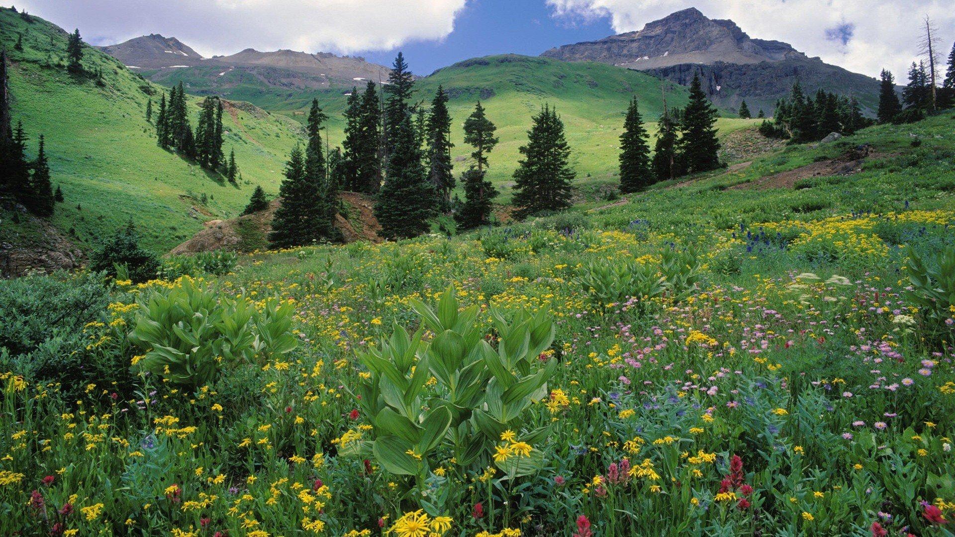 Download mountains landscapes nature meadows Colorado wildflowers
