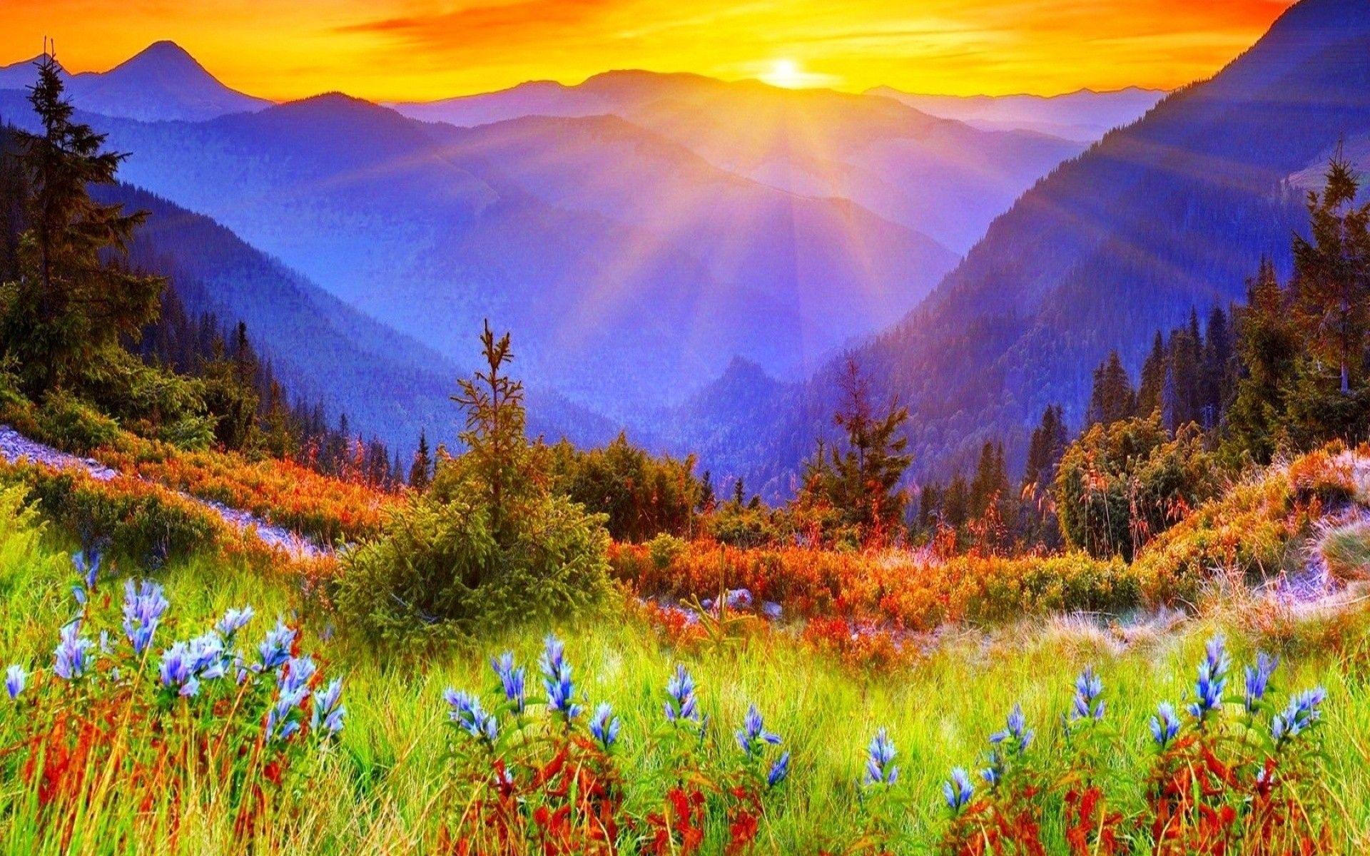 Sunsets: Spectacular Mountain Sunrise Flowers Meadow Mountains