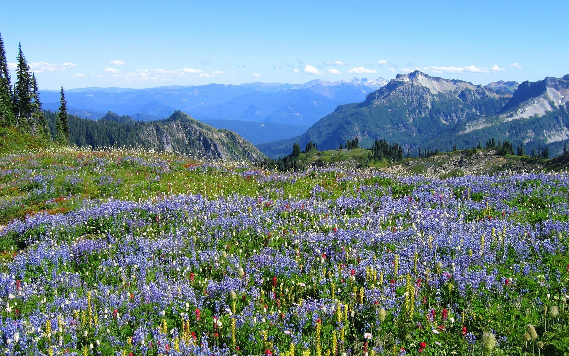 Mountains Alpes Flowers Vegetation , Image, HD