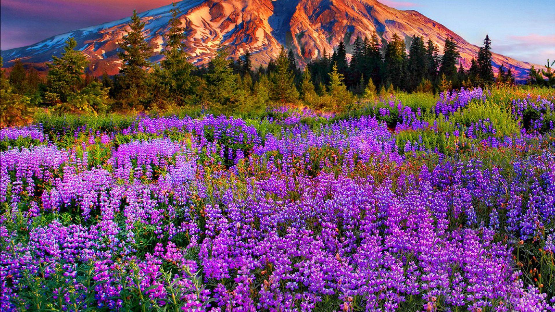 Landscape Purple Mountain Meadow With Flowers, Pine Trees, Mountains