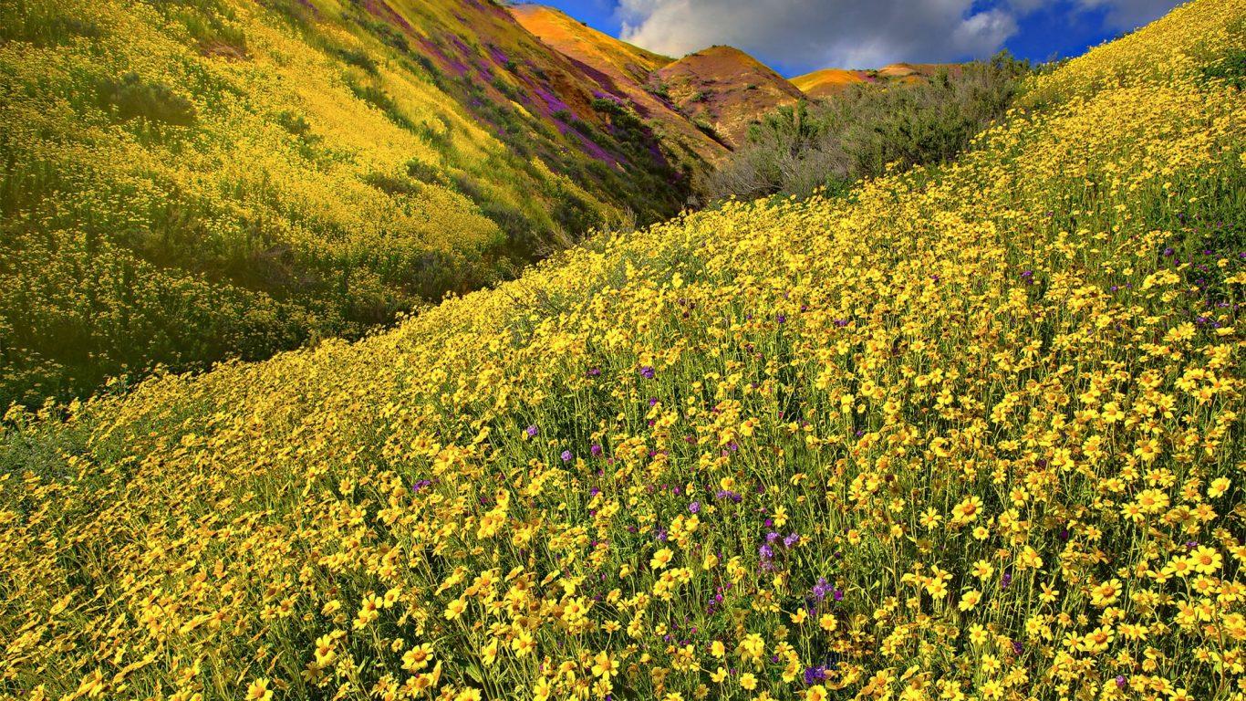 Flowers: Meadow Mountains Wonderful Yellow Fields Flowers