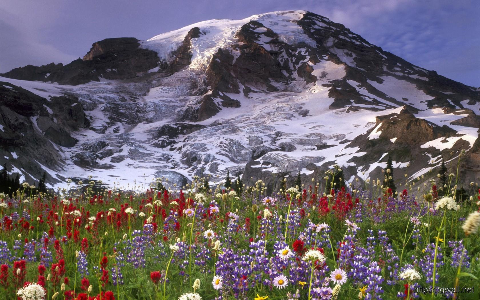 Download Wildflowers In The Mountain Meadow Wallpaper