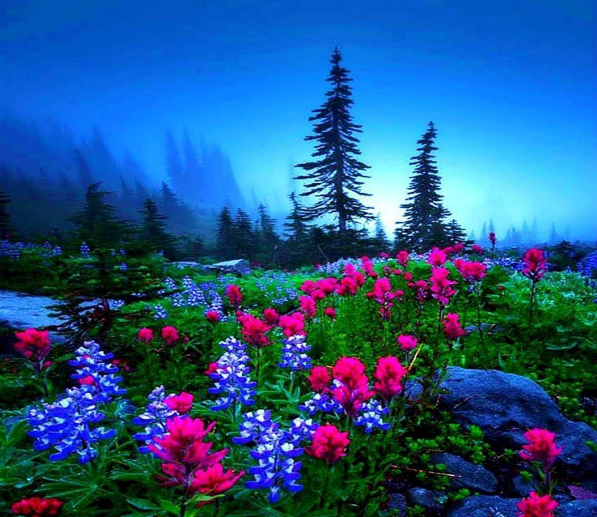 Flower Splendor Meadow Mountains Enchanting Nature Flowers Night