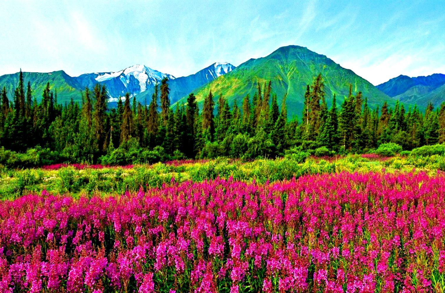 Nature Flowers Pink In The Mountain