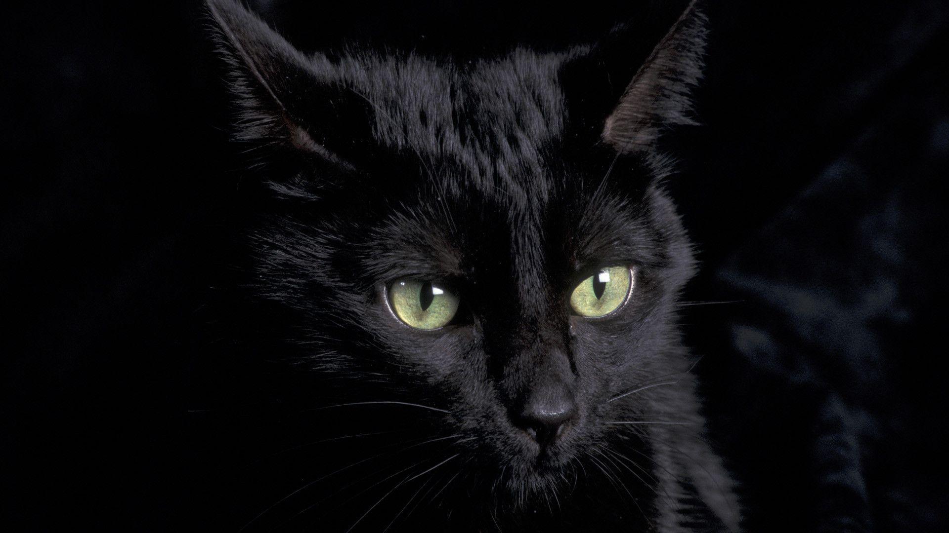 Black Cat Wallpaper HD , Find HD Wallpaper For Free