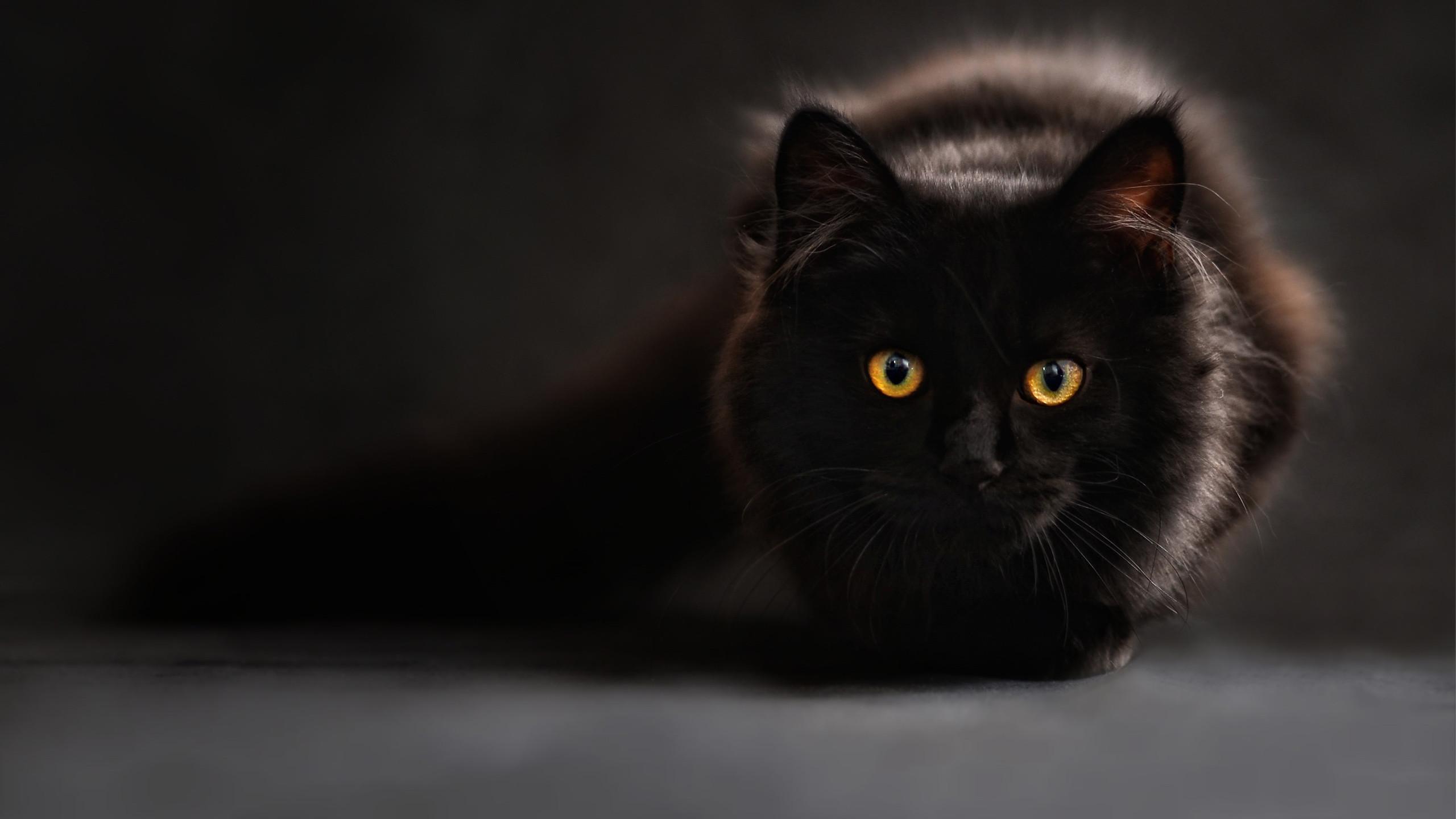Wallpaper Black Cat background picture