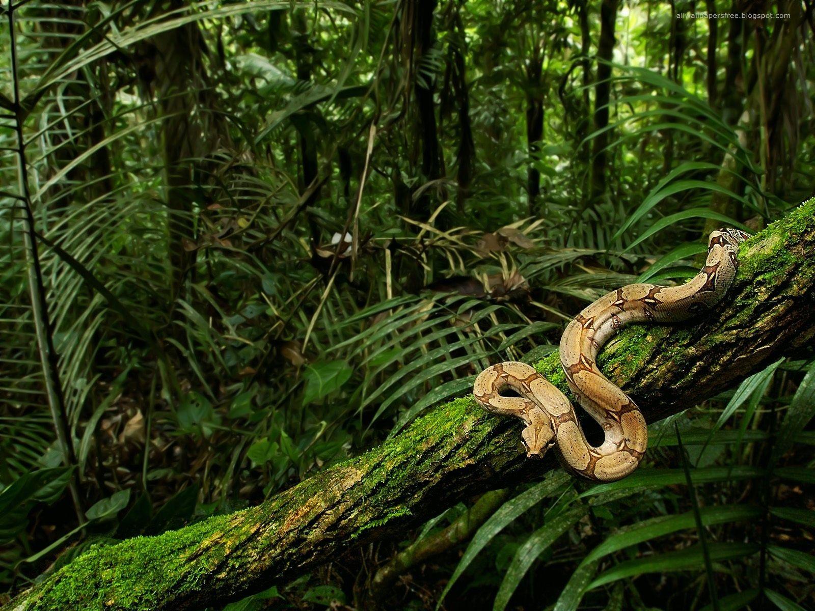 wildlife image WildLife HD wallpaper and background photo. Congo rainforest, Rainforest animals, Jungle forest