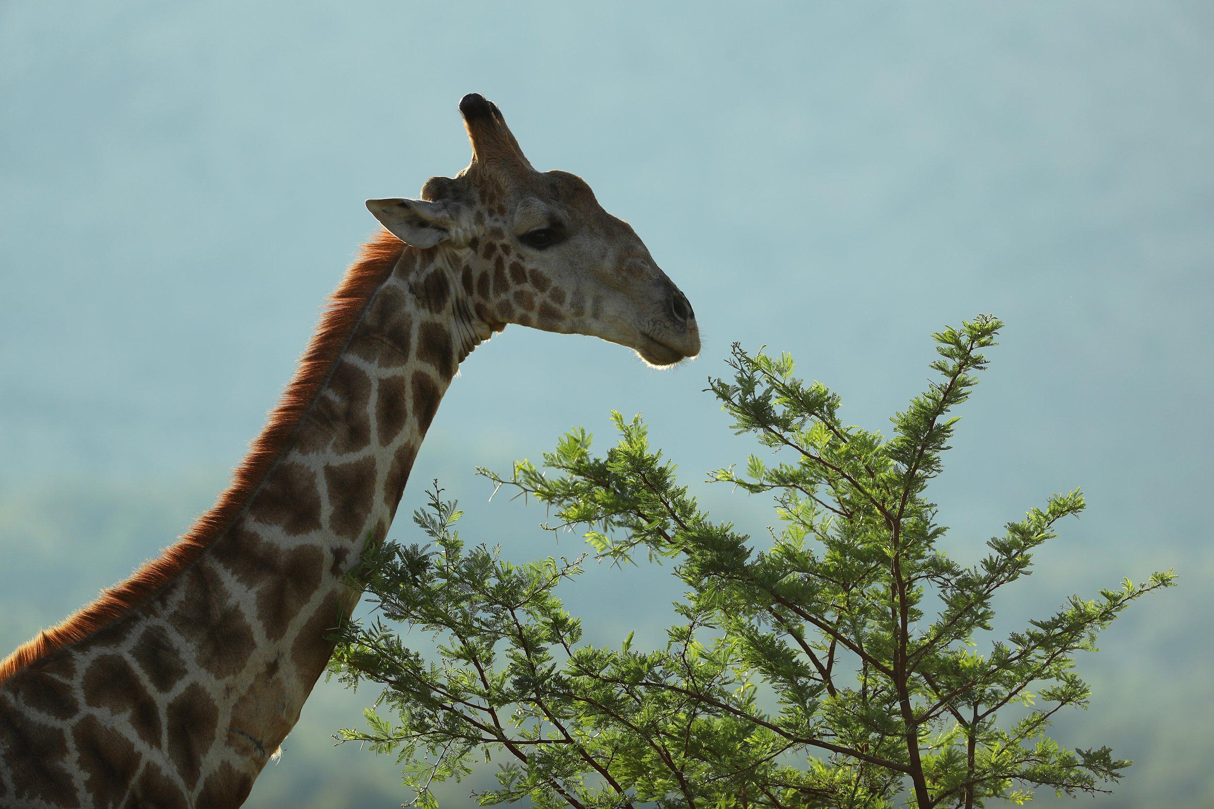 Filmmaker Killed by Giraffe at Wildlife Park in South Africa