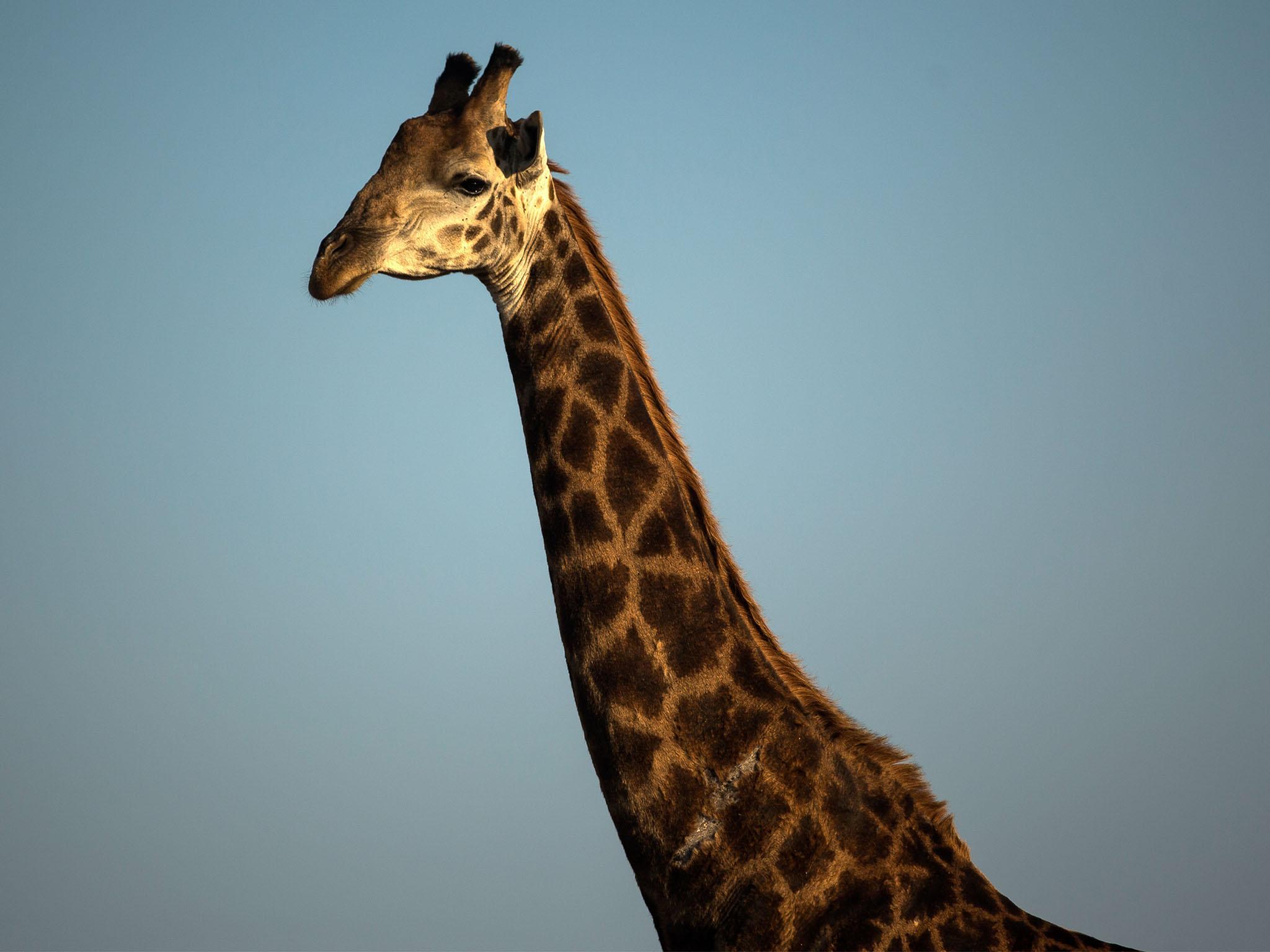 Giraffe headbutts filmmaker to death at South African safari lodge