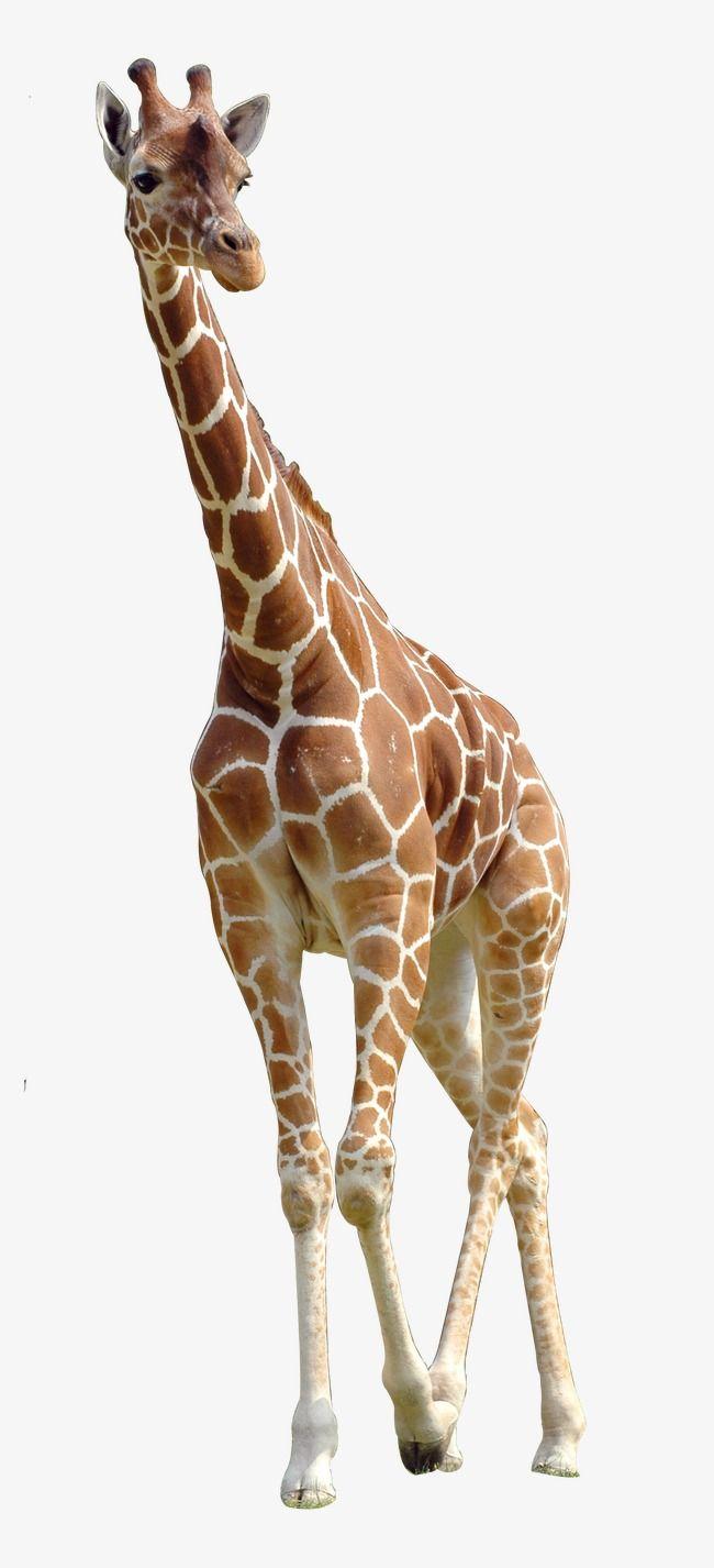 Giraffe, Giraffe Clipart, Hd, Animal PNG Transparent Image