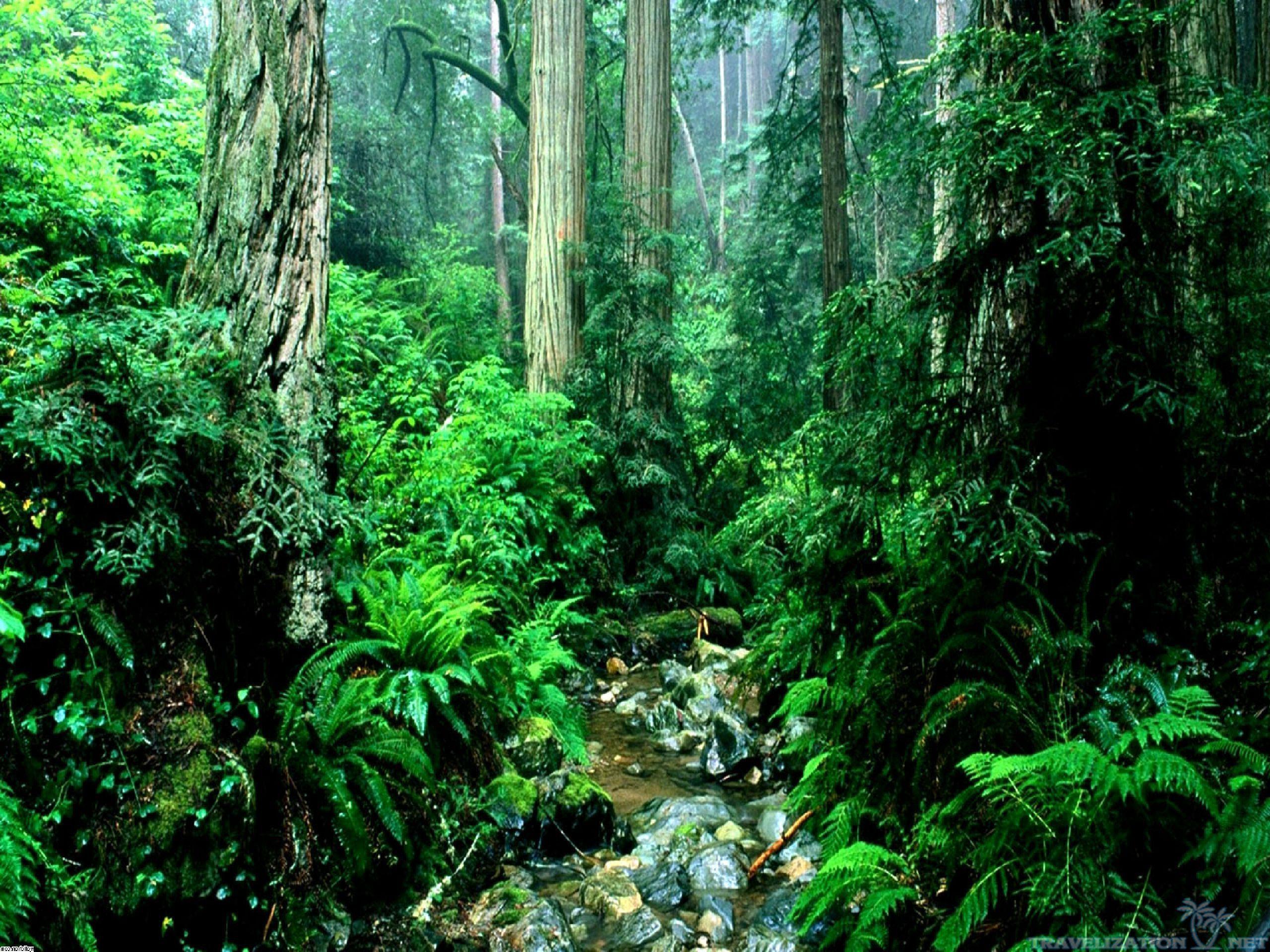 Amazon Forest Wallpapers - Wallpaper Cave