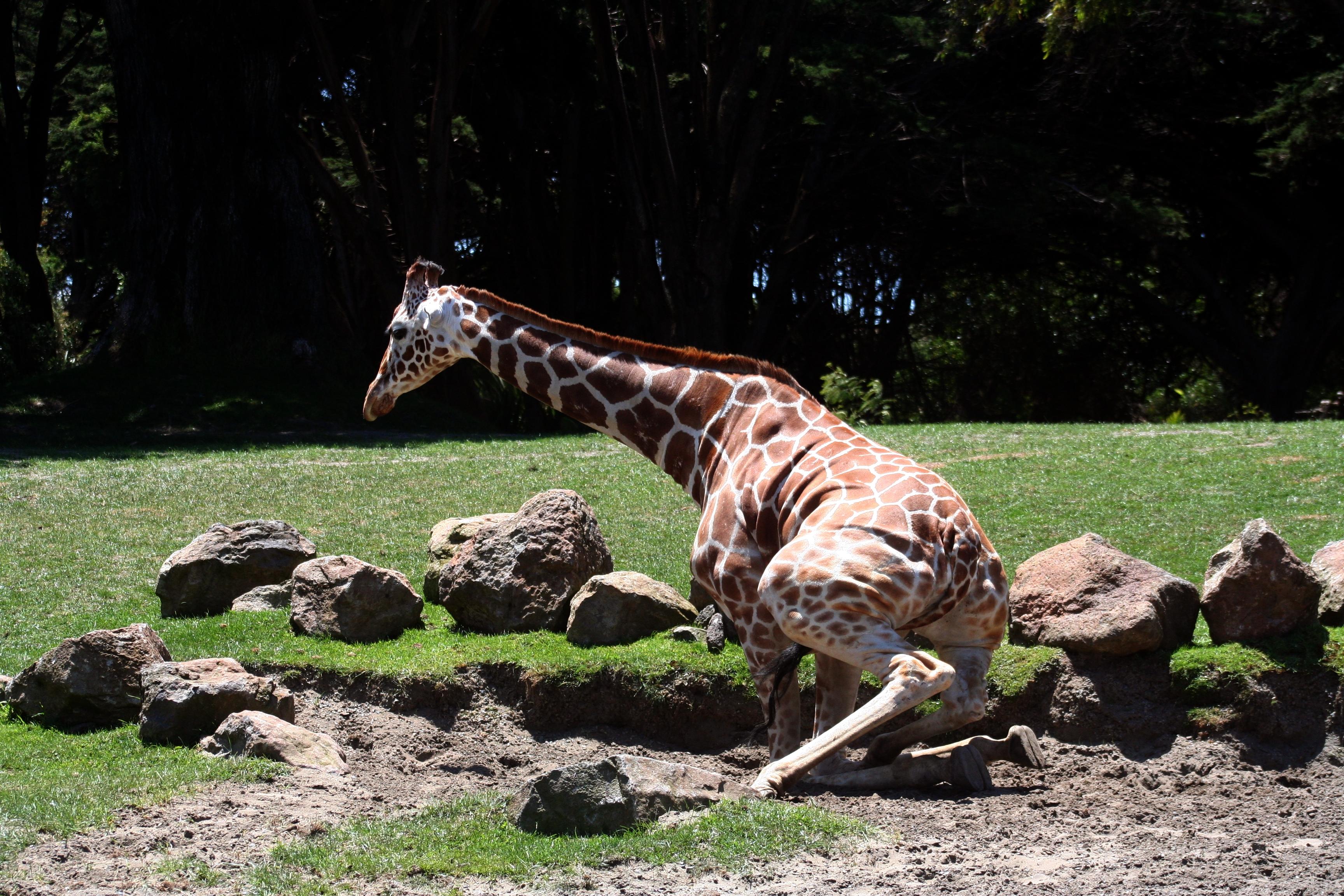 Reasons Giraffes Should Be Your New Favourite Animal