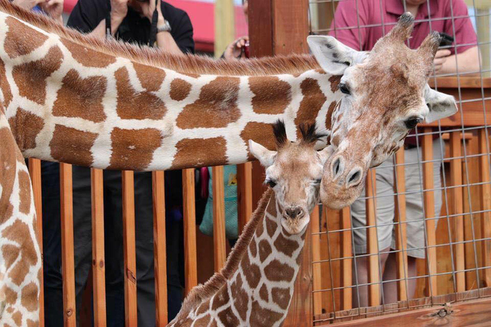 Oh, baby: April the Giraffe is about to give birth again