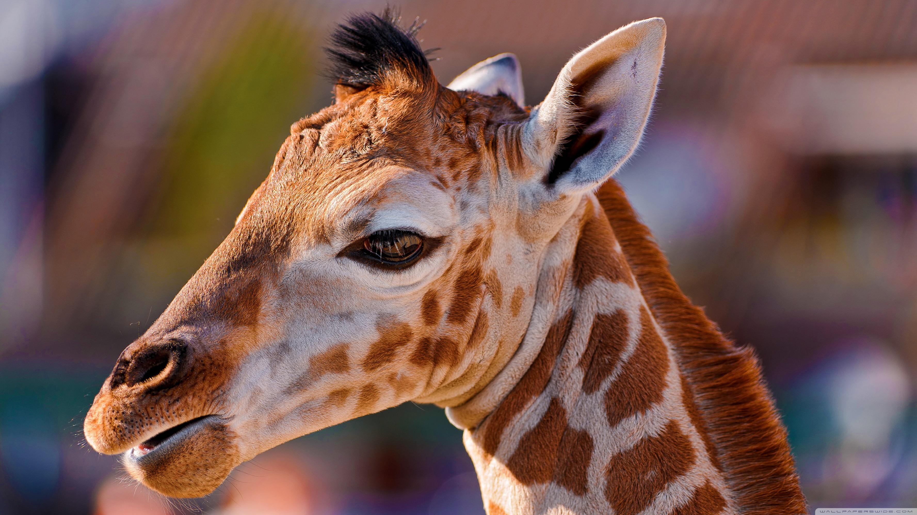 Definition For Baby Giraffe Image Giraffe In The Word