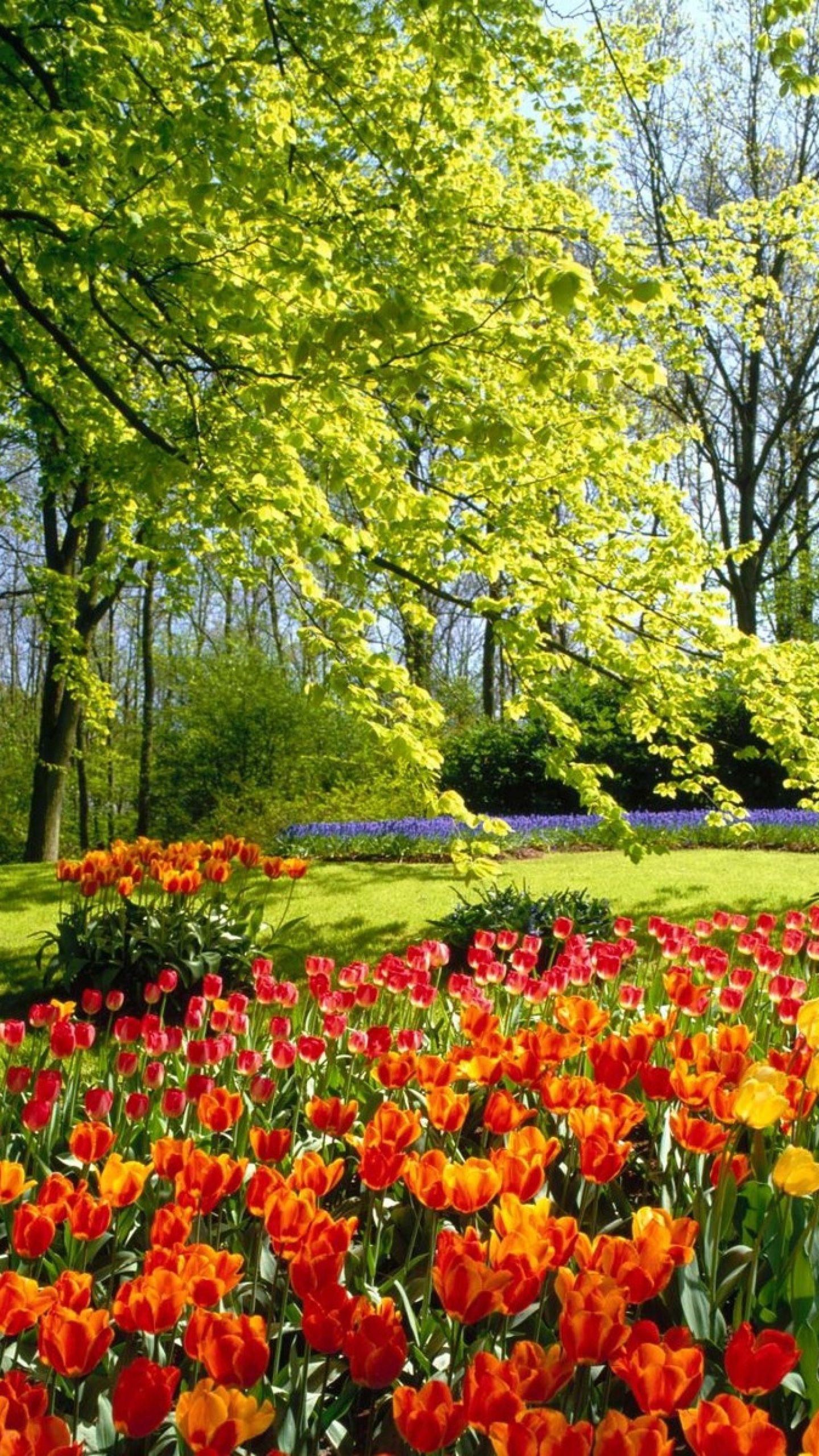 eleletsitz Tulip Garden Wallpaper Image. Beautiful flowers