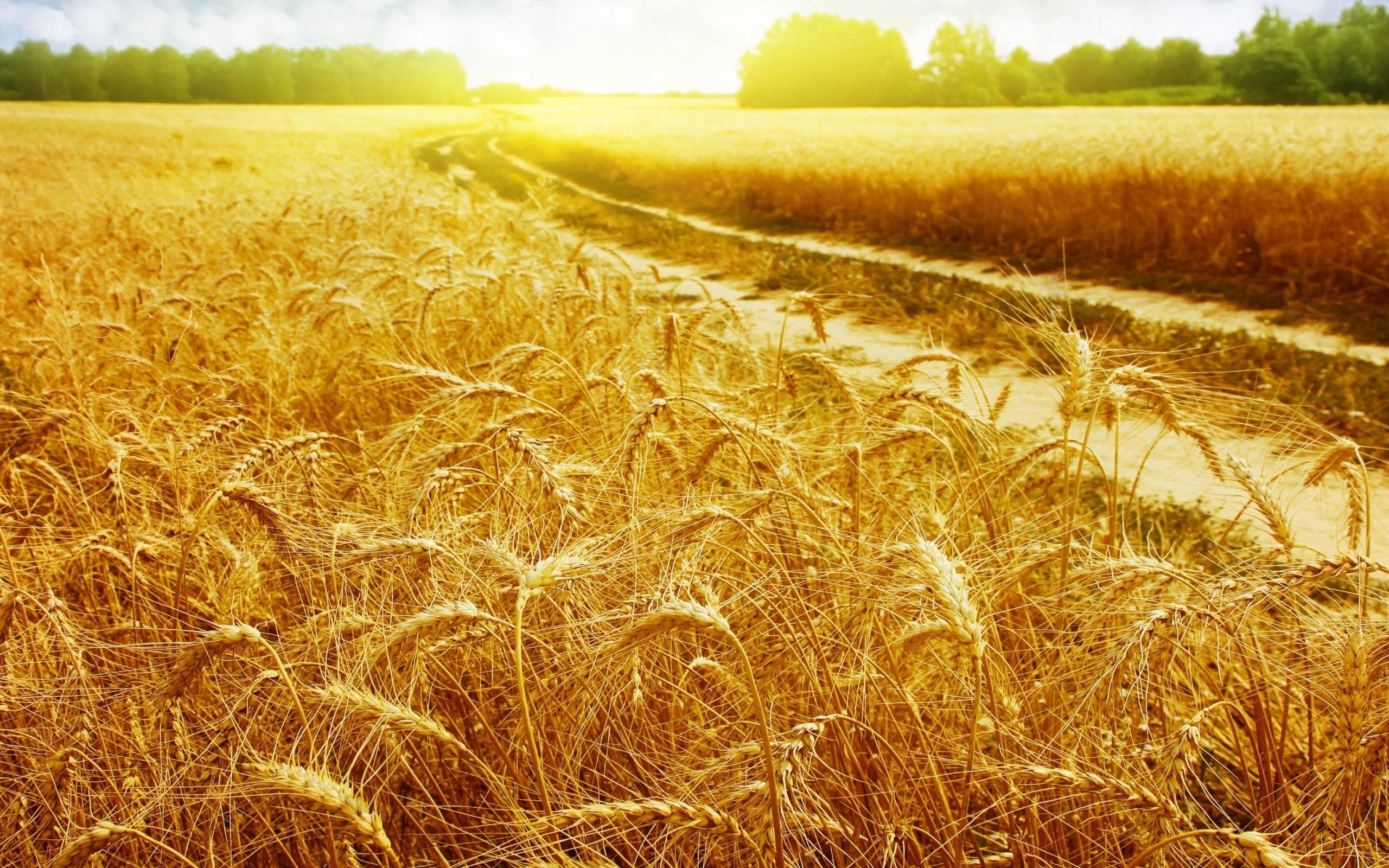 Wheat Fields Wallpaperx1600