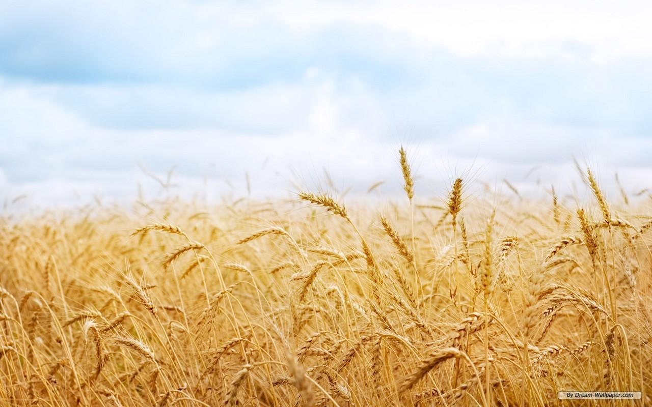 Wheat Fields wallpaper