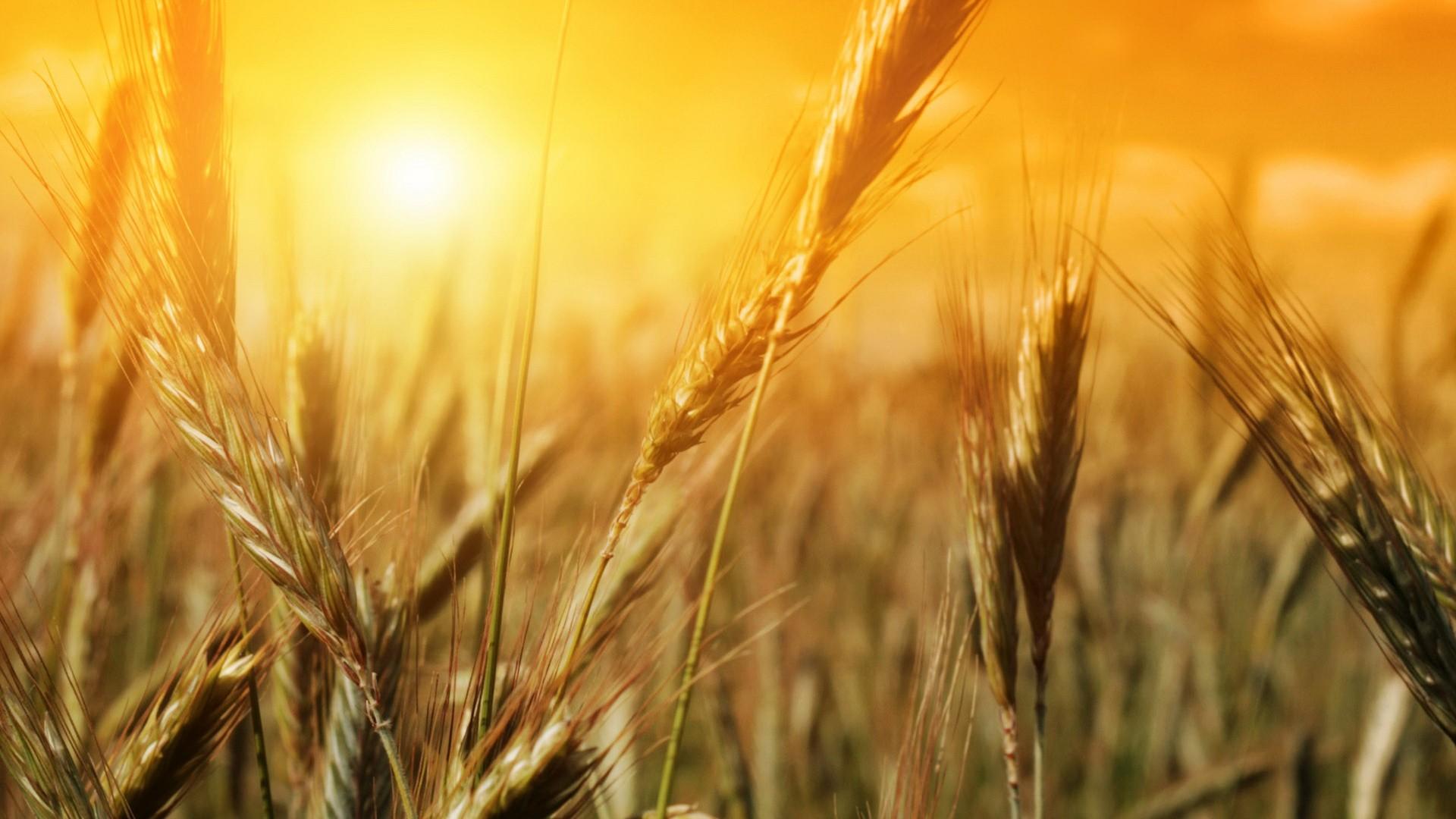 Nature Fields Summer Wheat Sunlight Desktop HD wallpaper