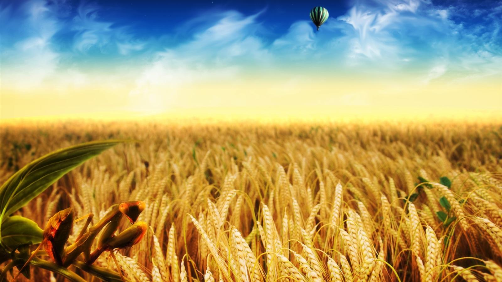 Golden Wheat Field HD Wallpaper, Background Image