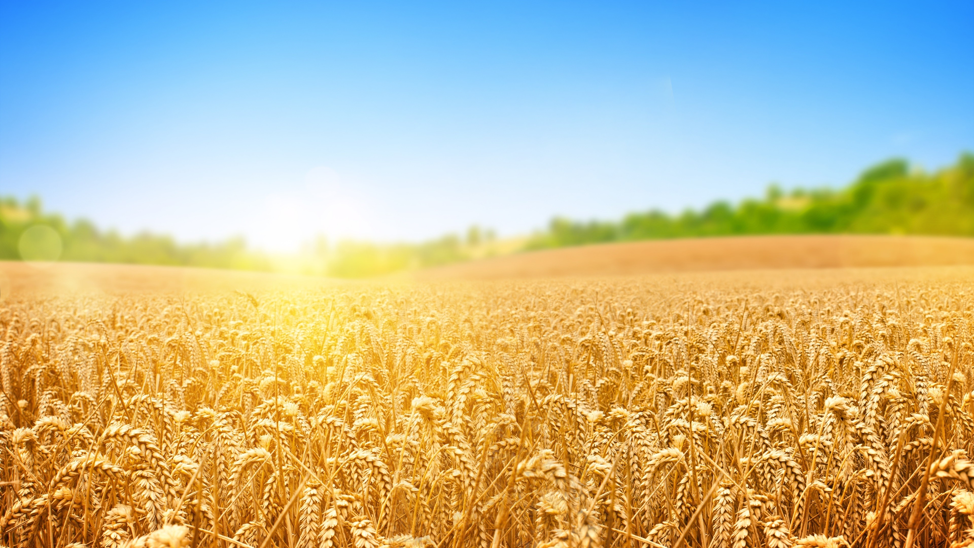Wallpaper wheat, field, nature, sky, 4k, Nature