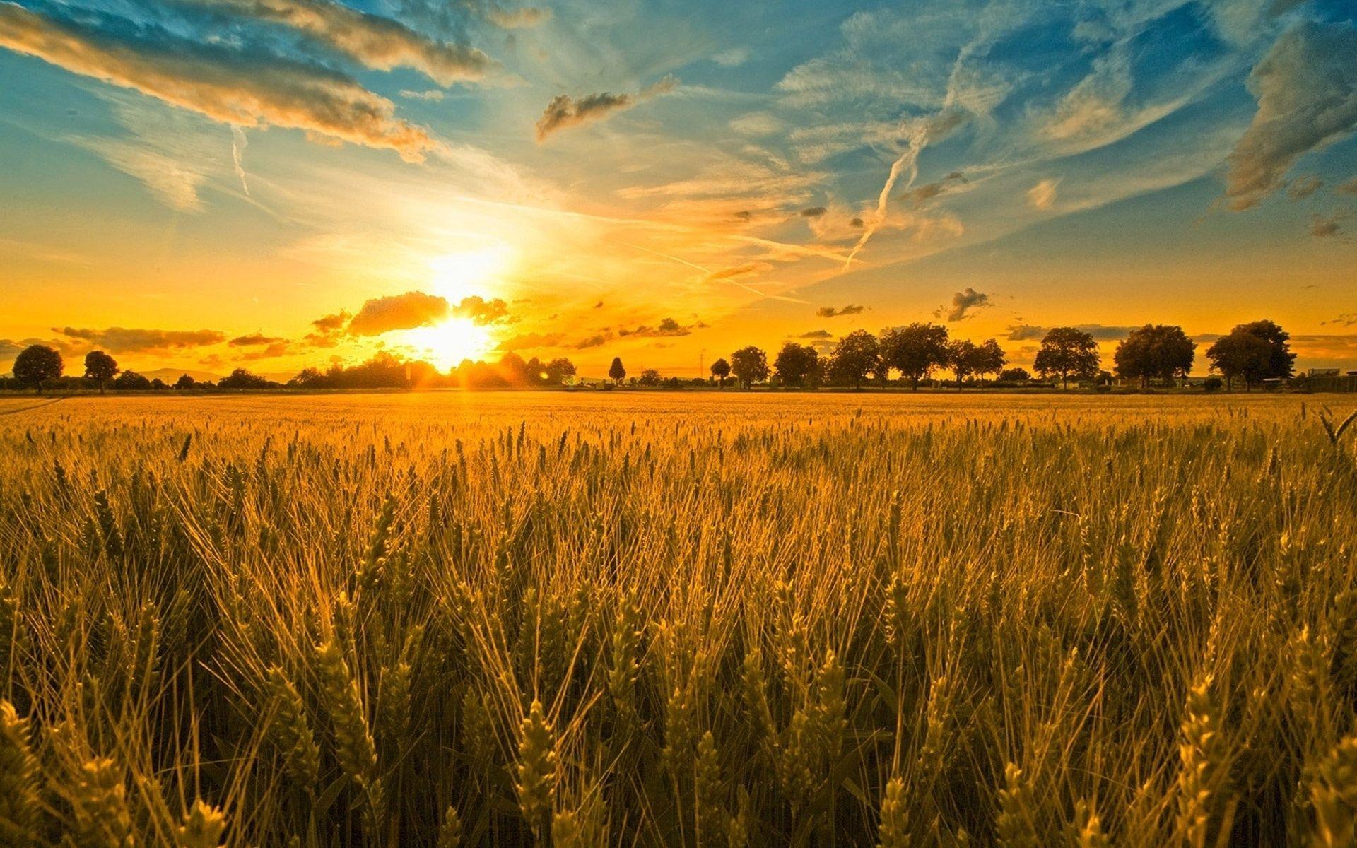 Wheat Field Sunset Wallpaper