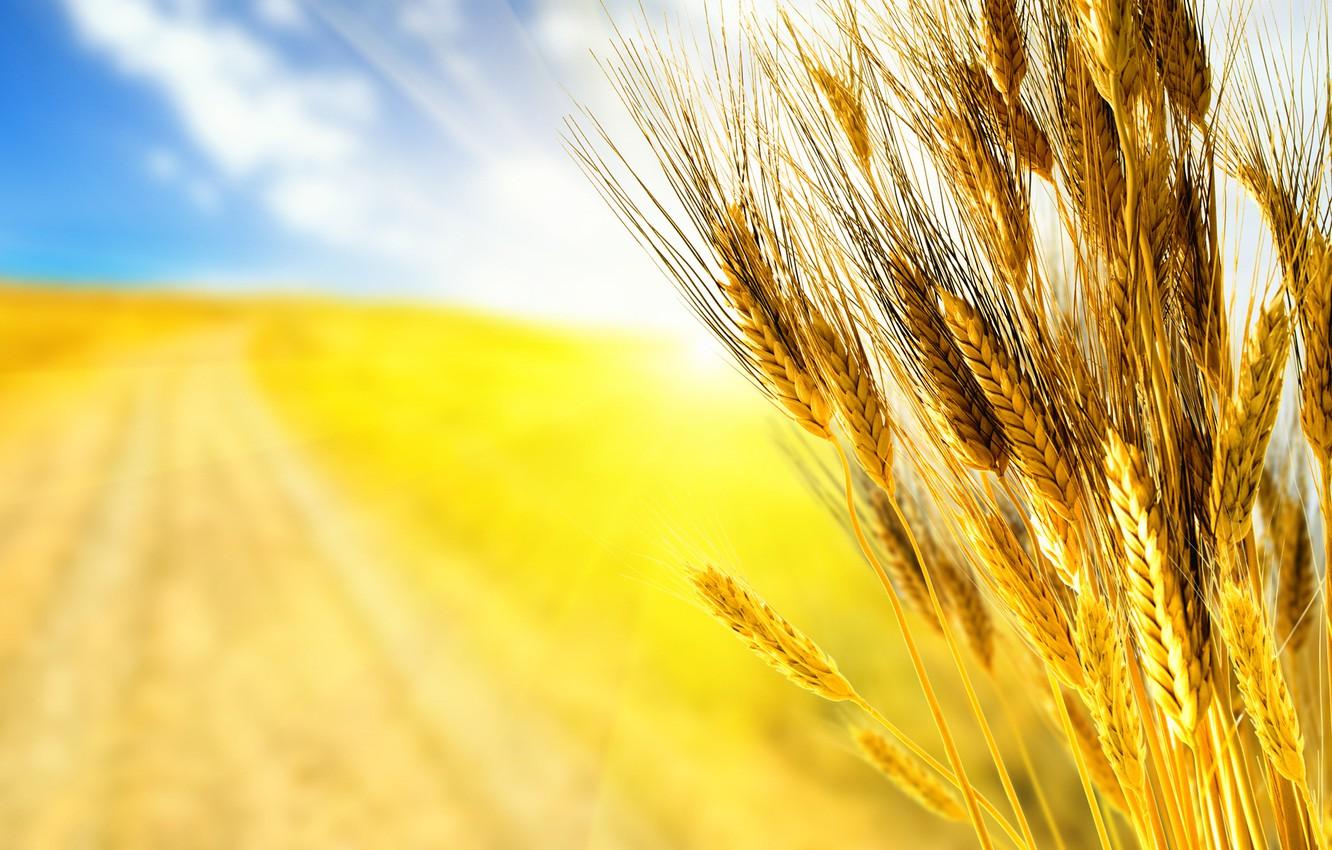 Wallpaper road, wheat, field, autumn, the sky, grass, macro, rays, light, yellow, nature, grain, field, grain, focus, yellow image for desktop, section макро