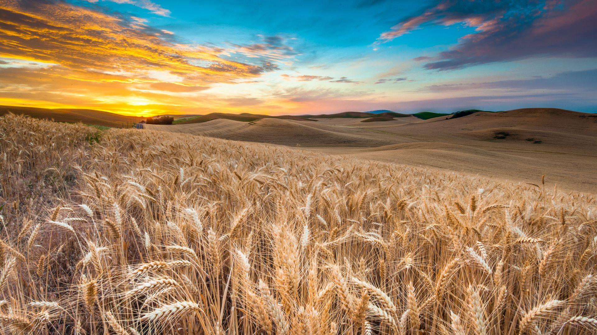 Wallpaper Field, 4k, HD wallpaper, wheat, spikes, sky, clouds