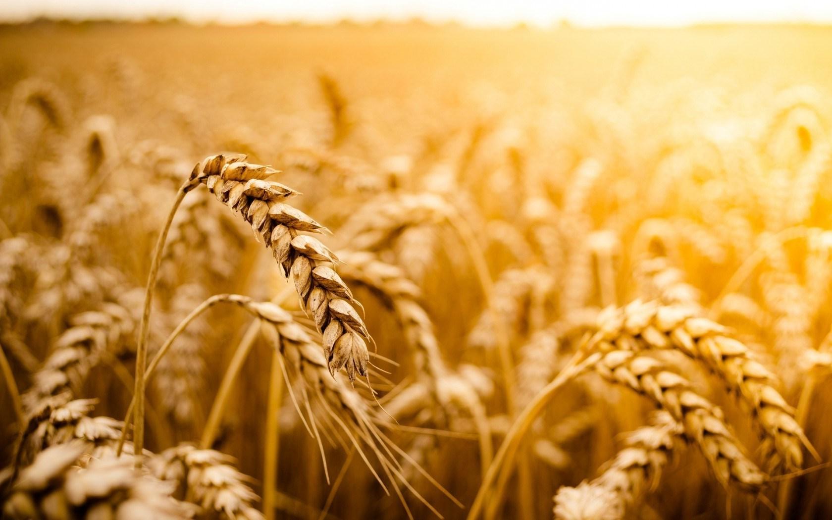 Macro Wheat Field Sun Nature wallpaperx1050