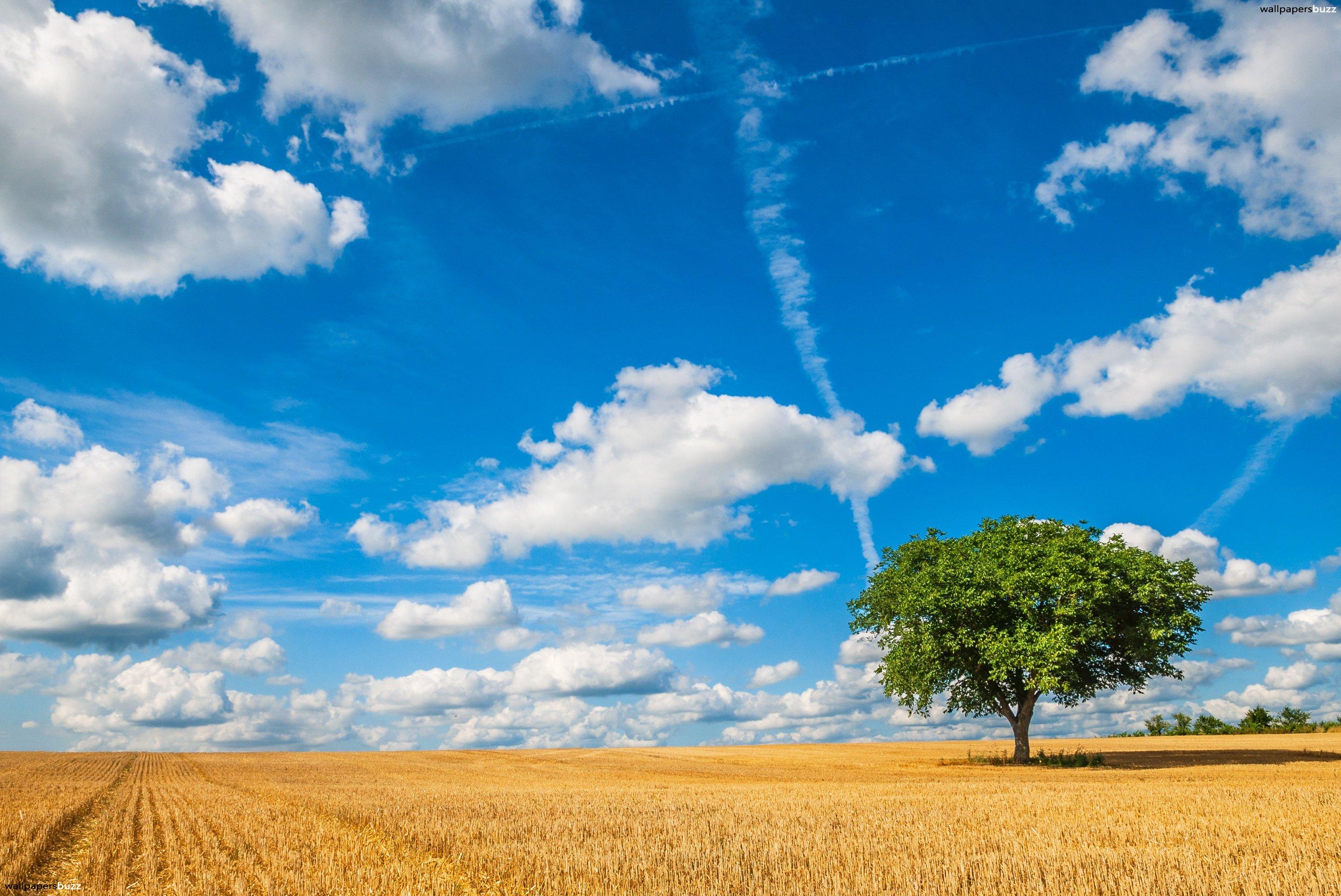 Field of wheat HD Wallpaper