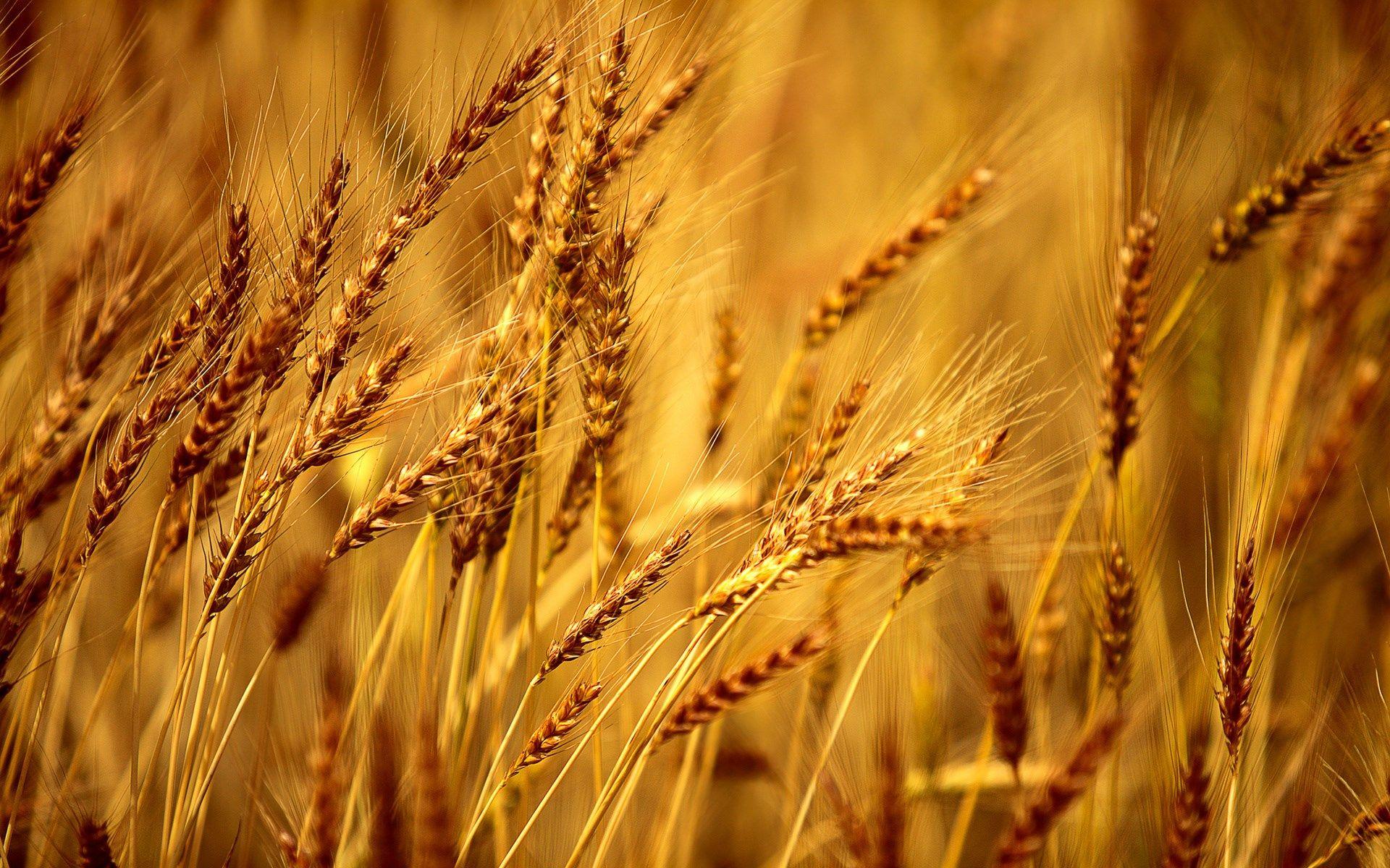 Wheat Golden Crop Nature Field HD Wallpaper