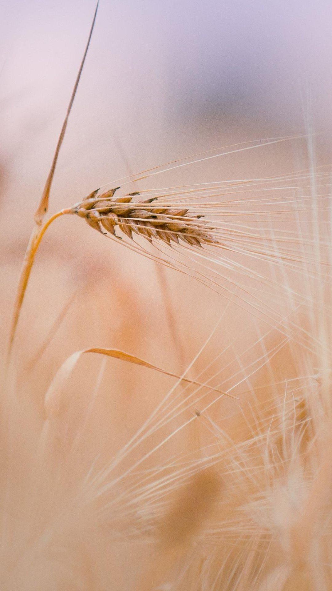 Wheat In Field iPhone6 Wallpaper