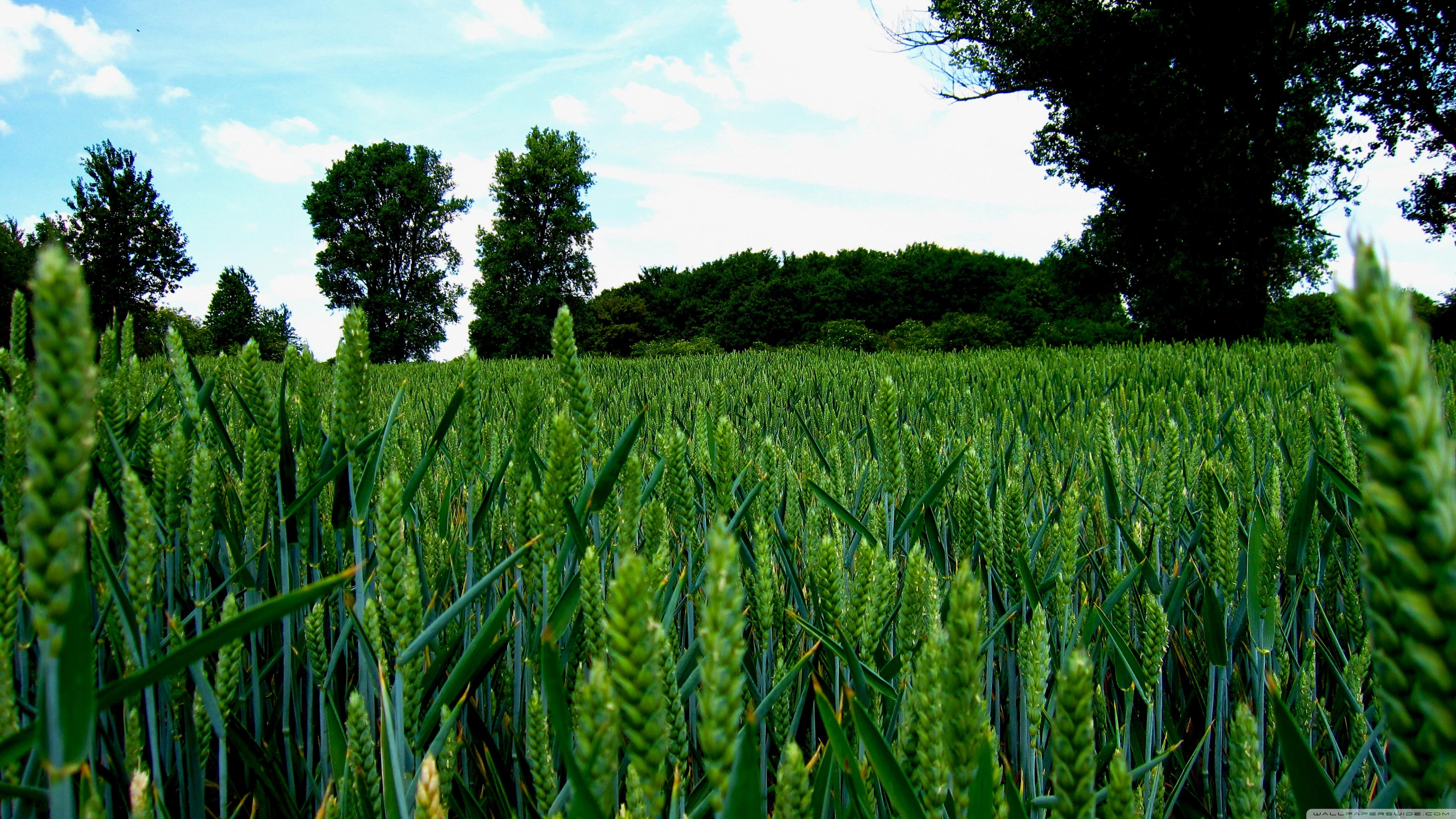 Green Wheat Field Landscape Ultra HD Desktop Backgrounds Wallpapers