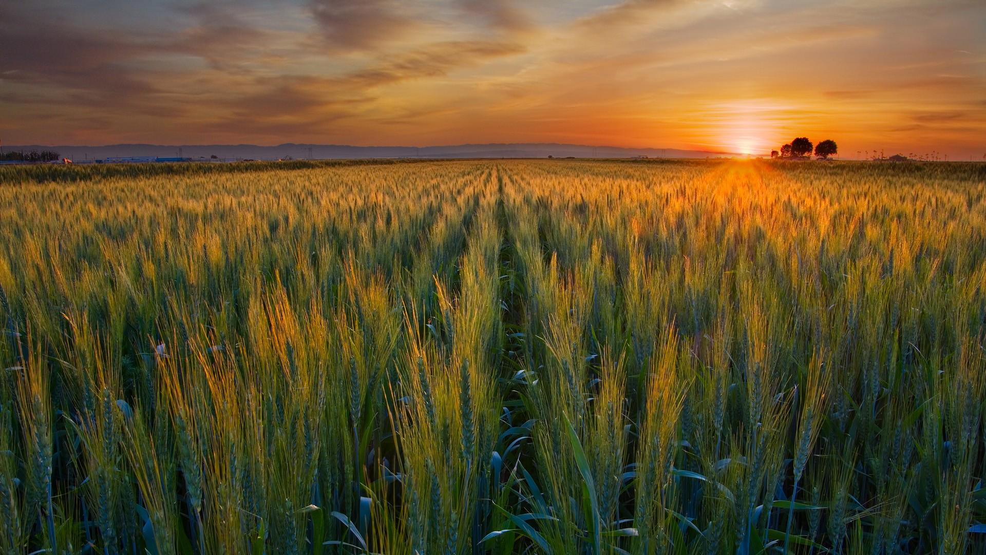 sunset, nature, fields, valleys, wheat, California, harvest