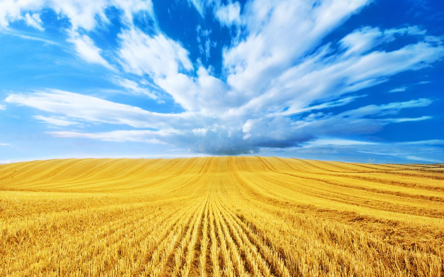 Free download Download Golden Harvest Blue Clouds Fields Gold Wheat