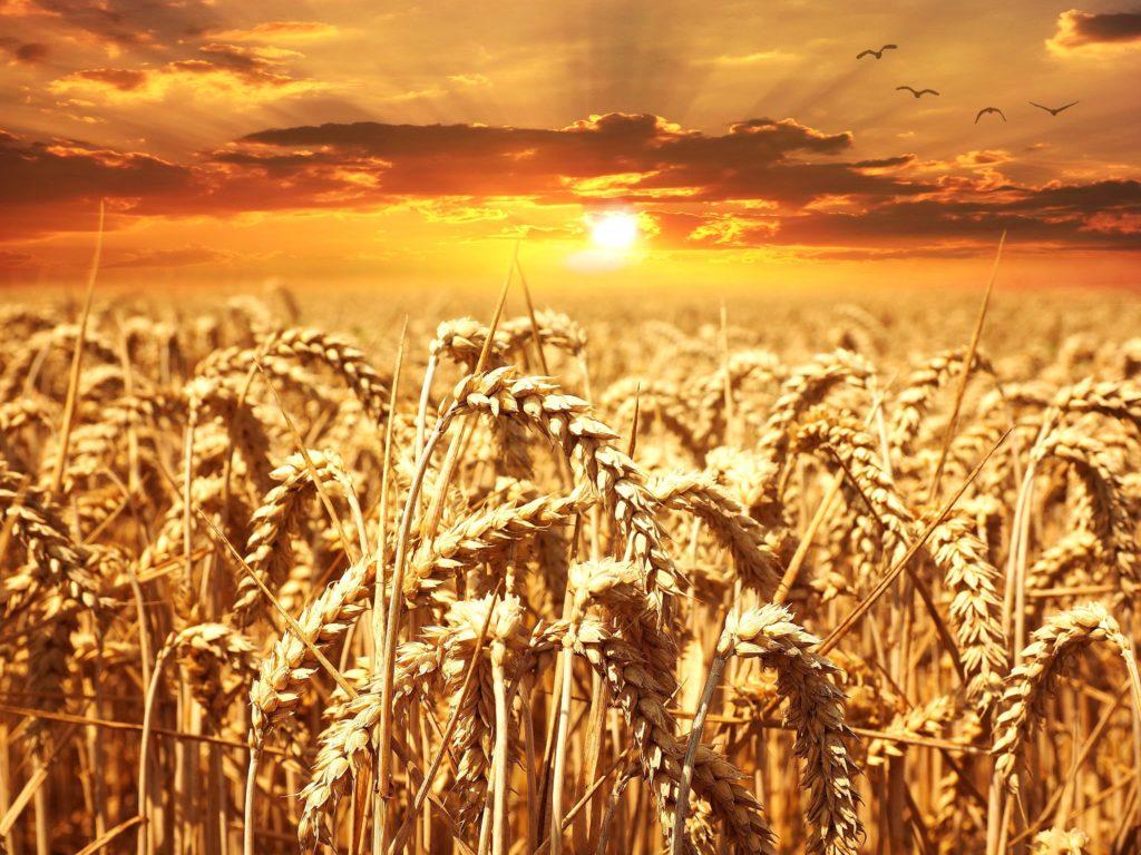 Wheat Wallpaper HD for Free Download