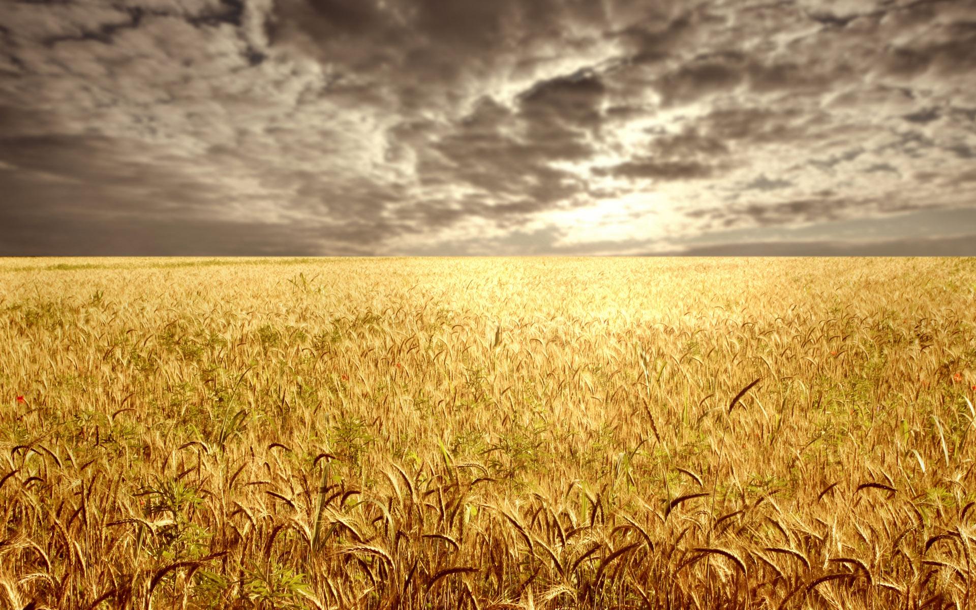 Wheat Field wallpaperx1200