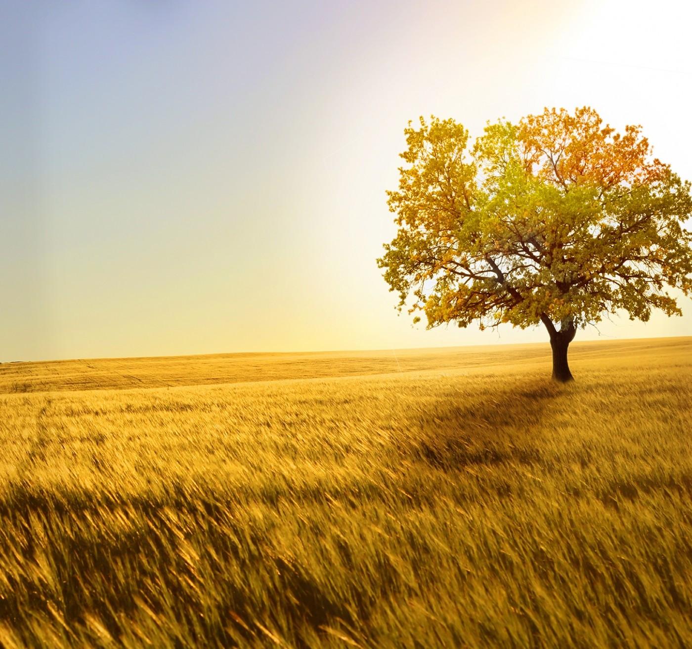 Single tree in a wheat, crop, barley oat field, wall mural. Mr3017
