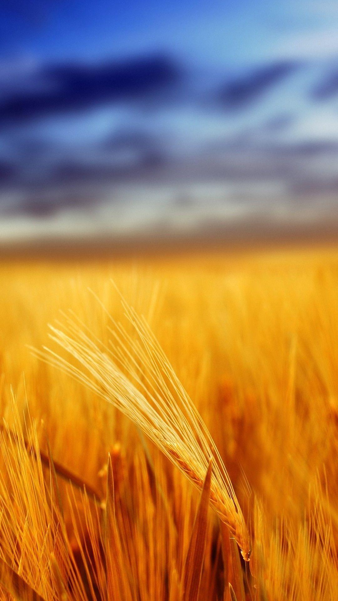 Golden Wheat Field Mobile HD Wallpaper Nature Wallpaper