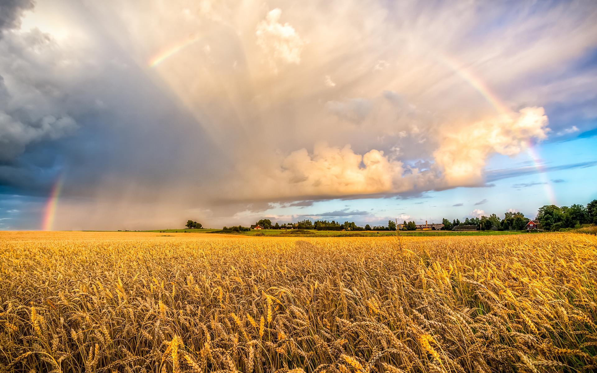 Fields Of Wheat Wallpapers - Wallpaper Cave